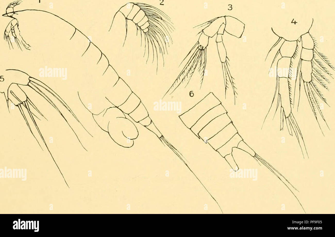 . Deutsche Südpolar-Expedition, 1901-1903, im Auftrage des Reichsamtes des Innern. Gauss (nave); spedizioni scientifiche; Antartide. Brady, Marine Copepoden 1. 513 Fundort : nur ein paradigma lag vor von der Osservatorio Bai, Kerguelen. Es gelang mir nicht, einige der kleineren Mundorgane Wie die Maxillipeden deutlich zu erkennen, doch waren die Charaktere im allgemeine sehr ähnlich denen von Robertsonia, und ich freue mich, dass sich mir hier eine Gelegenheit bietet, die Namen von zwei alten und geschätzten Freunden, il dottor Robertson und Dr. Norman, zu vereinigen. Genere Parastenhelia Thompson e Foto Stock