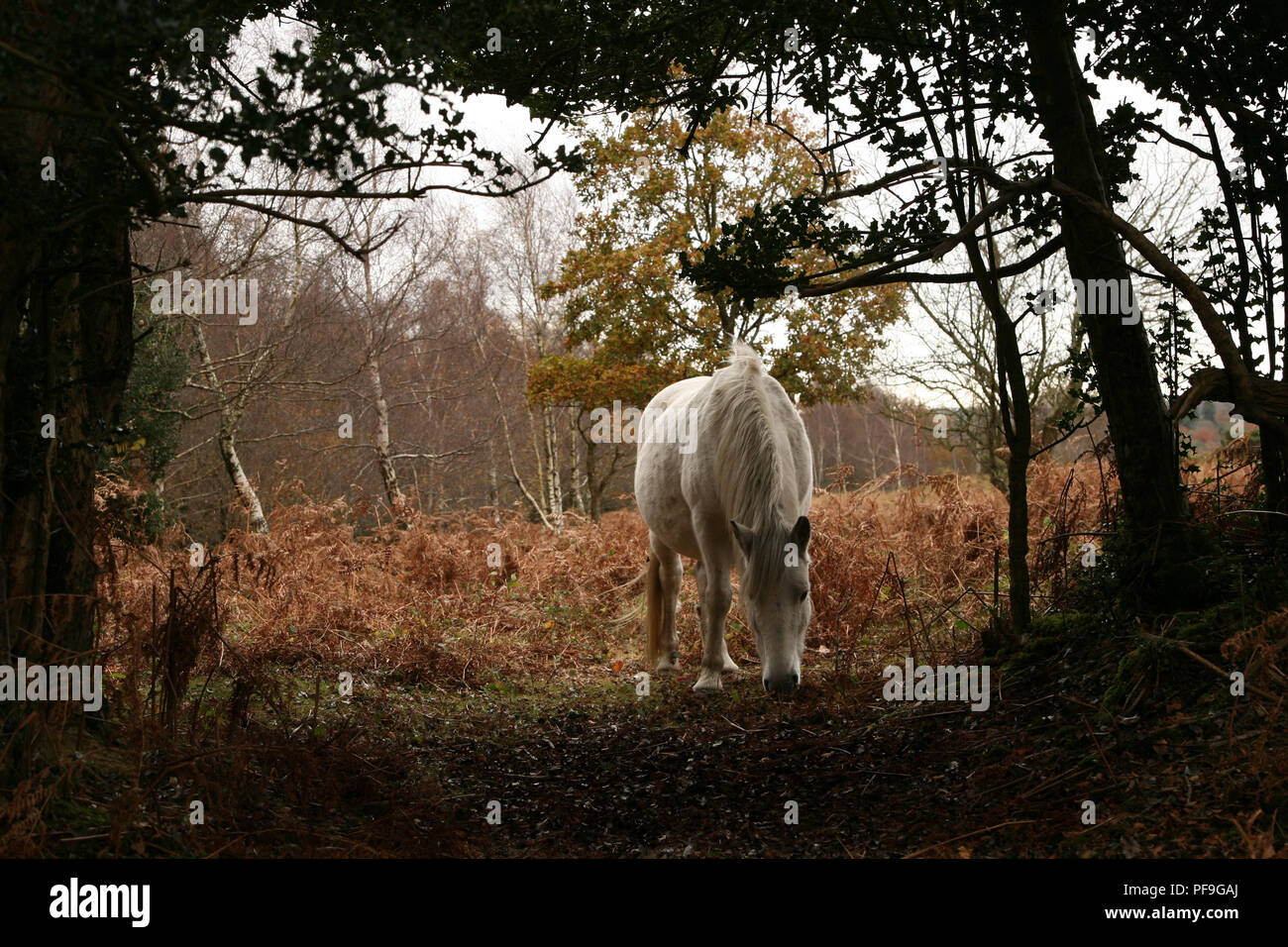 Wild bianco o grigio New Forest Pony in Hampshire REGNO UNITO Foto Stock