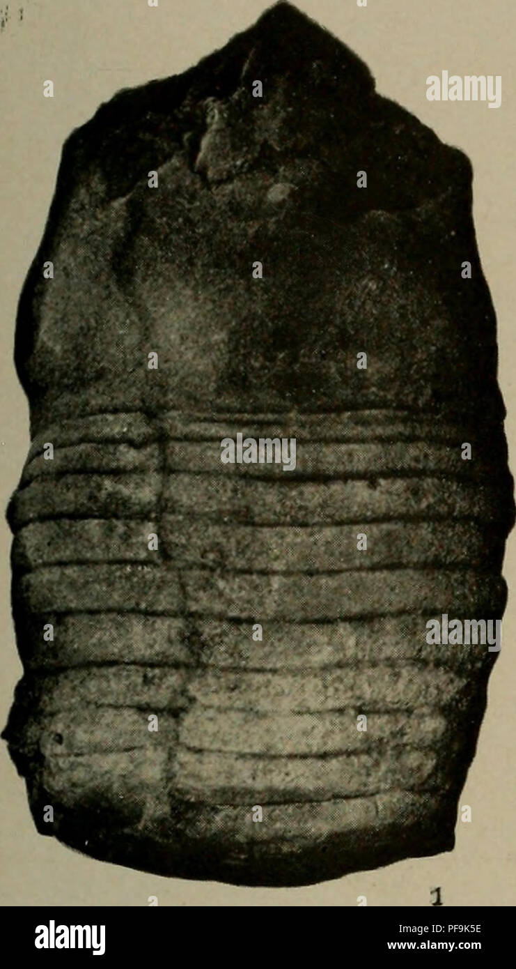 . Il Devoniano del Missouri. Geologia; Geologia stratigrafica; Paleontologie; Devoon. Missouri Bureau di geologia e Miniere. Voi,. XVII, seconda serie, la piastra 37.. Si prega di notare che queste immagini vengono estratte dalla pagina sottoposta a scansione di immagini che possono essere state migliorate digitalmente per la leggibilità - Colorazione e aspetto di queste illustrazioni potrebbero non perfettamente assomigliano al lavoro originale. Branson, E. B. (Edwin Bayer), 1877-1950; Tansey, Vivian Ouray; Stewart, Grazia Anne, 1893-. Rolla, Mo. , Missouri Bureau di geologia e miniere Foto Stock