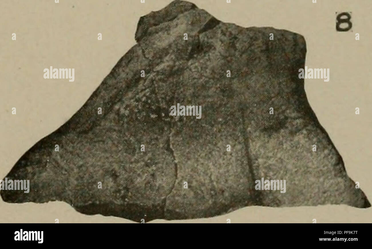 . Il Devoniano del Missouri. Geologia; Geologia stratigrafica; Paleontologie; Devoon. . Si prega di notare che queste immagini vengono estratte dalla pagina sottoposta a scansione di immagini che possono essere state migliorate digitalmente per la leggibilità - Colorazione e aspetto di queste illustrazioni potrebbero non perfettamente assomigliano al lavoro originale. Branson, E. B. (Edwin Bayer), 1877-1950; Tansey, Vivian Ouray; Stewart, Grazia Anne, 1893-. Rolla, Mo. , Missouri Bureau di geologia e miniere Foto Stock