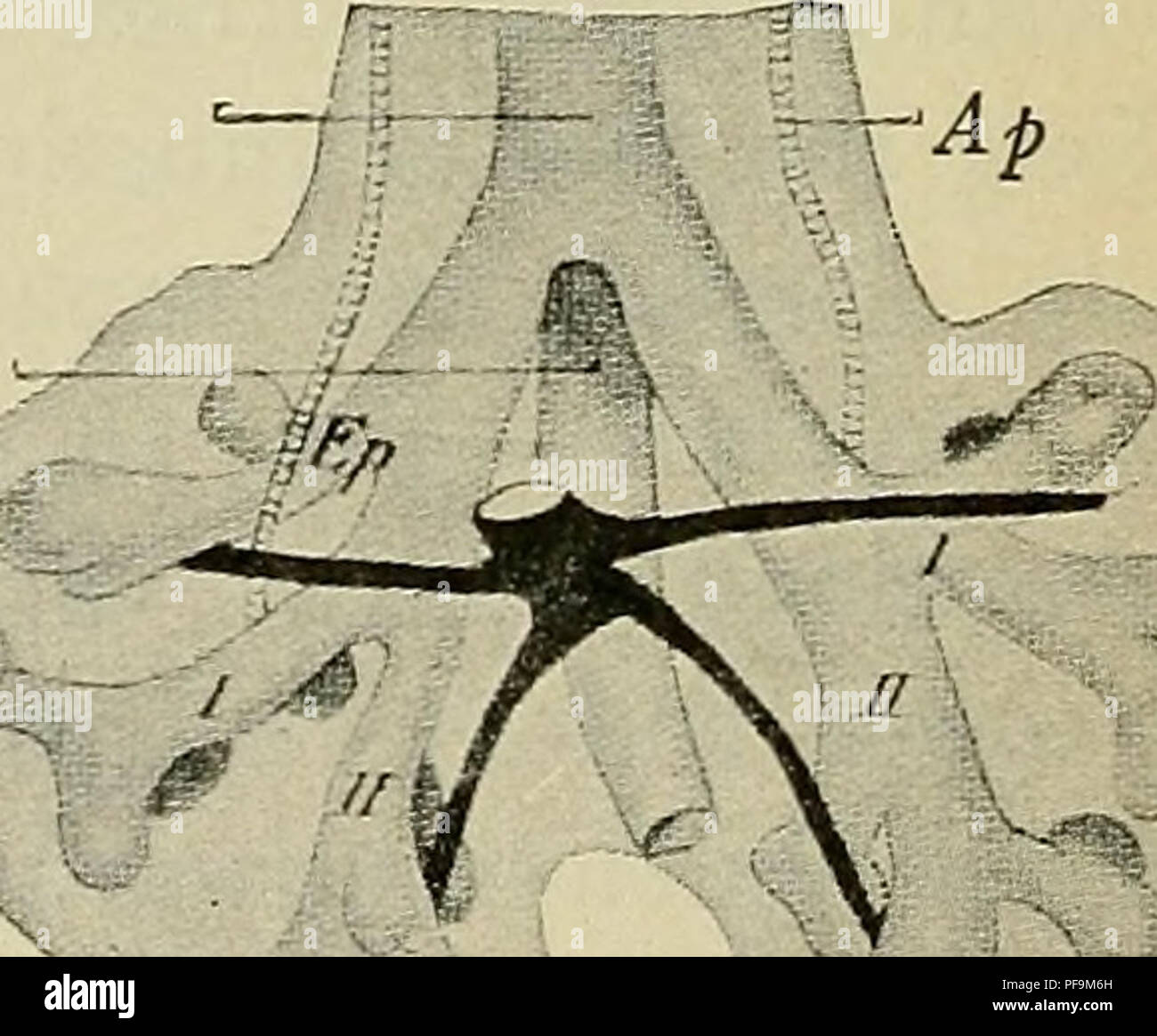 . Lo sviluppo del corpo umano : un manuale di embriologia umana. Embriologia; embrione, Non-Mammalian. /. Vp V c Fig. 203.-la ricostruzione del polmone Outgrowths di embrioni di (/I) 4.3, (5) 8.5, e (C) 10,5 MM. Ap, arteria polmonare; Ep, bronco eparterial; Vp, vena polmonare; 7, seconda bronco laterale; II, i grossi bronchi.-(His). originale bronco principale, mentre l'altra viene ad assomigliare ad una evoluzione laterale e altri osservatori hanno ritenuto che il bronco principale ha una crescita ininterrotta, tutti gli altri rami laterali essendo out- crescite da esso e la ramificazione quindi un processo monopodial. Foto Stock
