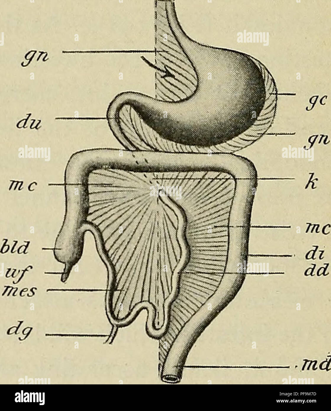 . Lo sviluppo del corpo umano : un manuale di embriologia umana. Embriologia; embrione, Non-Mammalian. md' Fig. 199.- -diagrammi che illustrano lo sviluppo del grande omento e il Mesocolon trasversale. offerta, cieco; dd, intestino tenue; dg, tuorlo-levetta; di, colon; du, duodeno; gc, maggiore curvatura dello stomaco; gg, dotto biliare; gn, mesogastrium; k, il punto dove il loop dell'intestino croce; mc, mesocolon; md, retto; mes, mesenterica; wf, vermiform appendice. -(Hertwig.) subserous areolare tessuto, il duodeno assumendo il retroperito- neal posizione che lo caratterizza nell'adulto. Il de Foto Stock