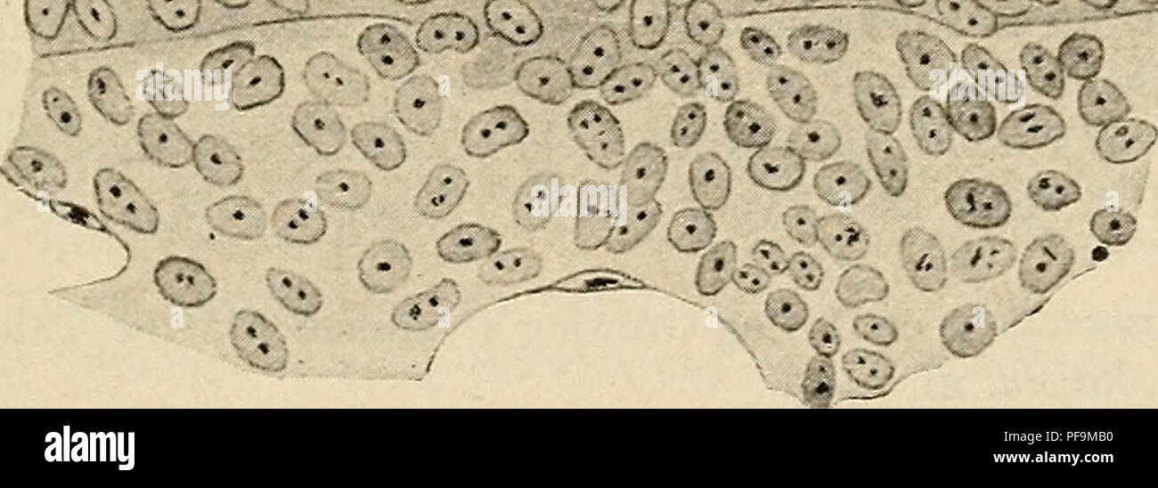 Questo manuale si concentra sull'embriologia umana, in particolare sullo sviluppo della milza. Descrive la formazione di cellule linfoidi intorno all'arteria splenica, evidenziando il suo ruolo di organo ematopoietico durante lo sviluppo precoce, responsabile della formazione di cellule ematiche. Foto Stock