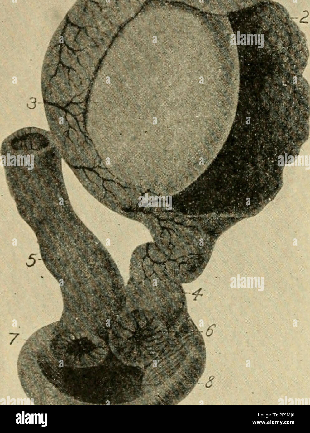 . Lo sviluppo del pulcino : introduzione all'embriologia. Embriologia; i polli -- embrioni. 24 LO SVILUPPO DEL PULCINO 17/ dell'ovidotto. La fuga dell'ovulo dal foUicle è noto come il processo di ovulazione. Durante il suo passaggio verso il basso di ovi- condotto diventa circondato da strati di albume secreto dalle ghiandole oviducal. Il guscio- membrana viene secreto nell'istmo e il guscio in utero (Fig. 5). L'ovulo è fecondato nella parte superiore dell'ovidotto e la scissione e le prime fasi di formazione del germe-strati luogo essere- ribalta l'uovo è prevista. Il tempo oc Foto Stock