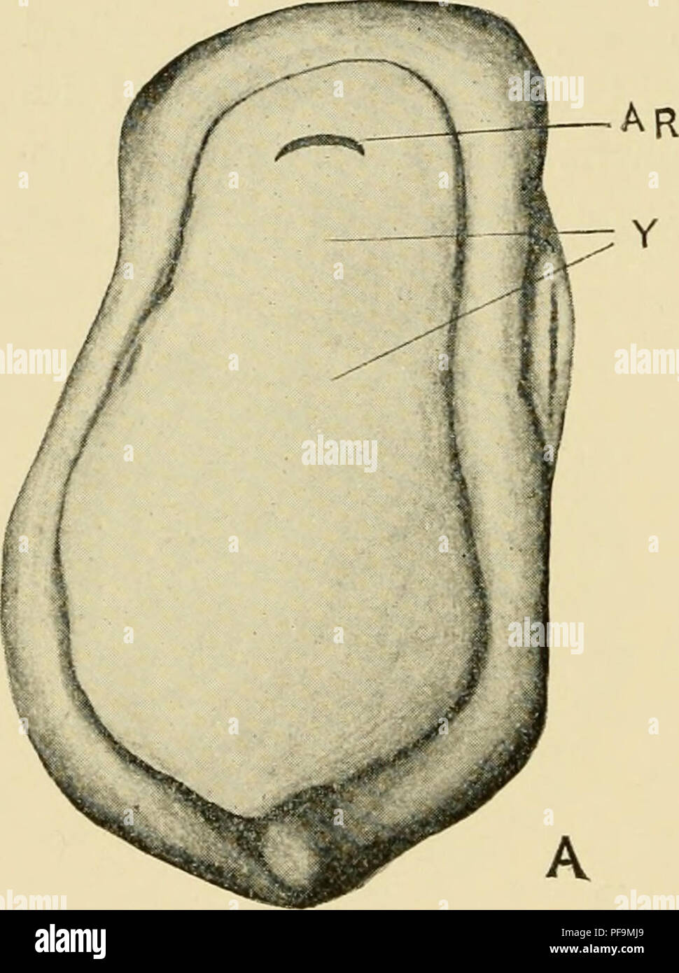 . Lo sviluppo della rana di uova; un introduzione alla embriologia sperimentale. Embriologia. 76 DEVELOPMEXT della rana di un uovo di [Cir. VII il contatto, le due lialf-piastre sono separate al centro dal diametro dell'uovo, ma alla estremità anteriore e posteriore del semi-phates unite a formare l'anello. Nella sezione, una corda di celle, il notochord, si trova al di sotto di ciascuna metà della piega midollare; e tra il tuorlo-celle e la ectoderm vi si trova anche un foglio di tessuto che rappresenta il mesoderma. Hertwig, nel 1892, è descritto un grande numero di questi embrioni. Uno è mostrato nella vista superficiale come vedere Foto Stock