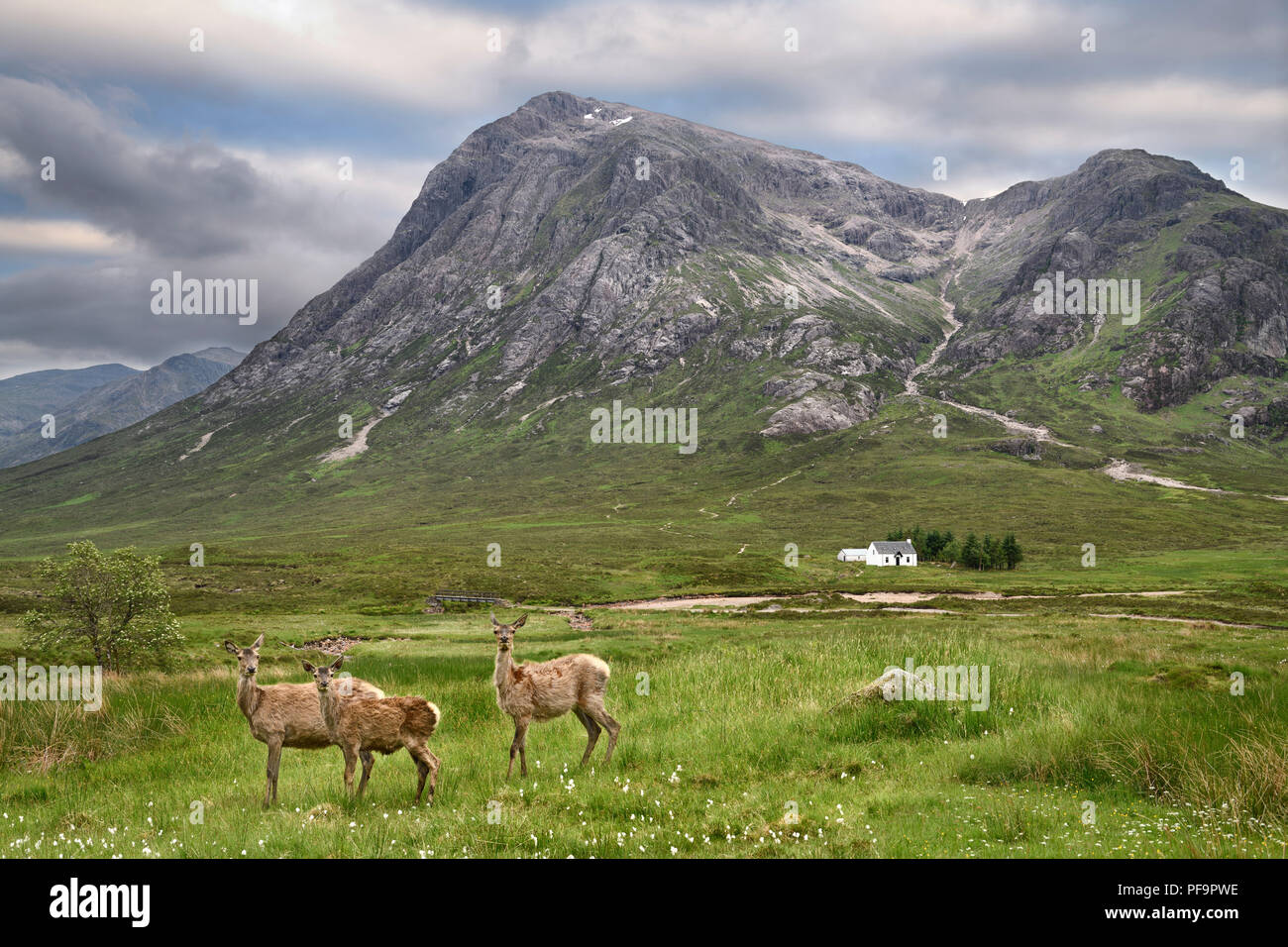 Tre moulting Cervi presso il River Coupall sotto Stob Dhearg picco di Buachaille Etive Mor montagne a Glen Coe Highlands scozzesi Scozia Scotland Foto Stock