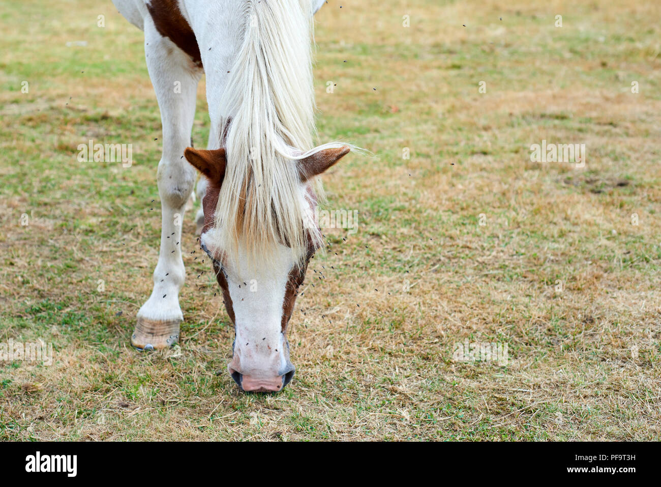 A cavallo con un sacco di mosche sul viso e gli occhi sul pascolo. Horse sofferenza sciame di insetti sulla faccia e bere da condotti lacrimali Foto Stock