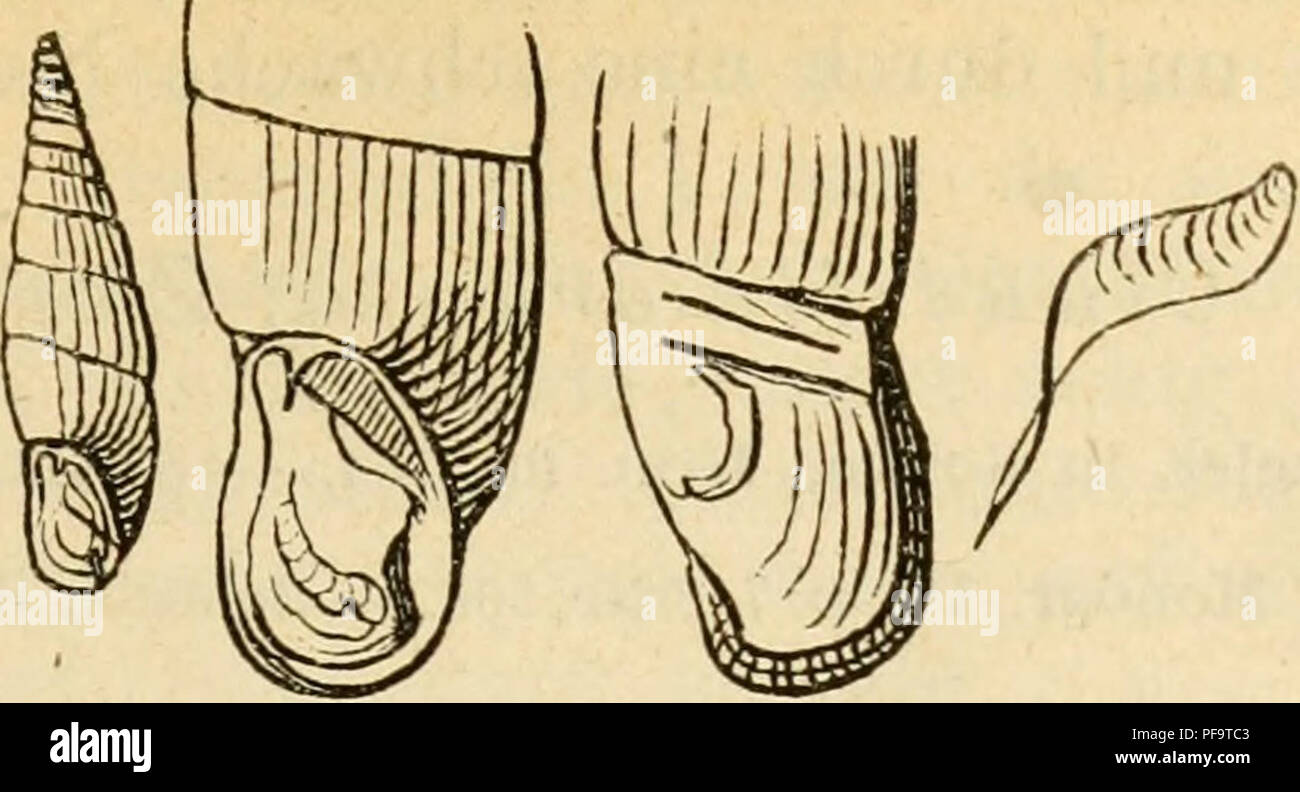 . Deutsche escursioni-mollusken-fauna. Molluschi. 237 Fig. 133.. Cl, Braunii, Ch. Papillen besetzt, die gegen die letzten Umgänge sehr ab- nehmen; Mündung eiförmig, gerade; Mundsaum zusammen- hängend, etwas erweitert; Oberlamelle kurz, sehr fein und scharf, in die Mitte zwischen spirale- und Unterlamelle aus- laufend ; Spirallamelle lang, nach innen sehr allmälig un- steigend, dann rasch bogig abfallend, così dass ihr höchster, Punkt kurz vor ihrem tiefsten inneren Ende liegt, etwas kürzer als die Unterlamelle; Unterlamelle ziemlich gewun- den, vor ihrem Vortritte an die Mündung wenig umge- schlag Foto Stock