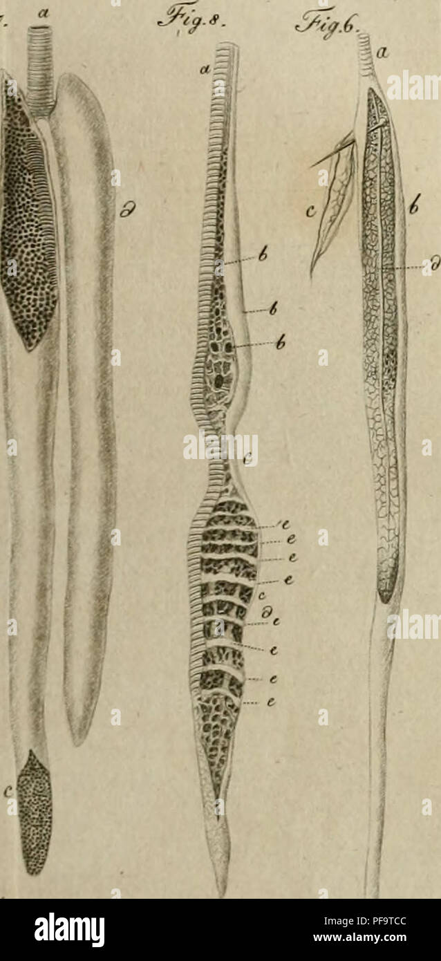 . Deutsches Archiv fÃ¼r die Physiologie. "Fri^./ 1 J^:jr. ''?Â ?â m. ^i^-S. ^m Â" ^ â"¢ Â V .Aw/vi*Â"' ^f.. Si prega di notare che queste immagini vengono estratte dalla pagina sottoposta a scansione di immagini che possono essere state migliorate digitalmente per la leggibilità - Colorazione e aspetto di queste illustrazioni potrebbero non perfettamente assomigliano al lavoro originale. Halle Foto Stock