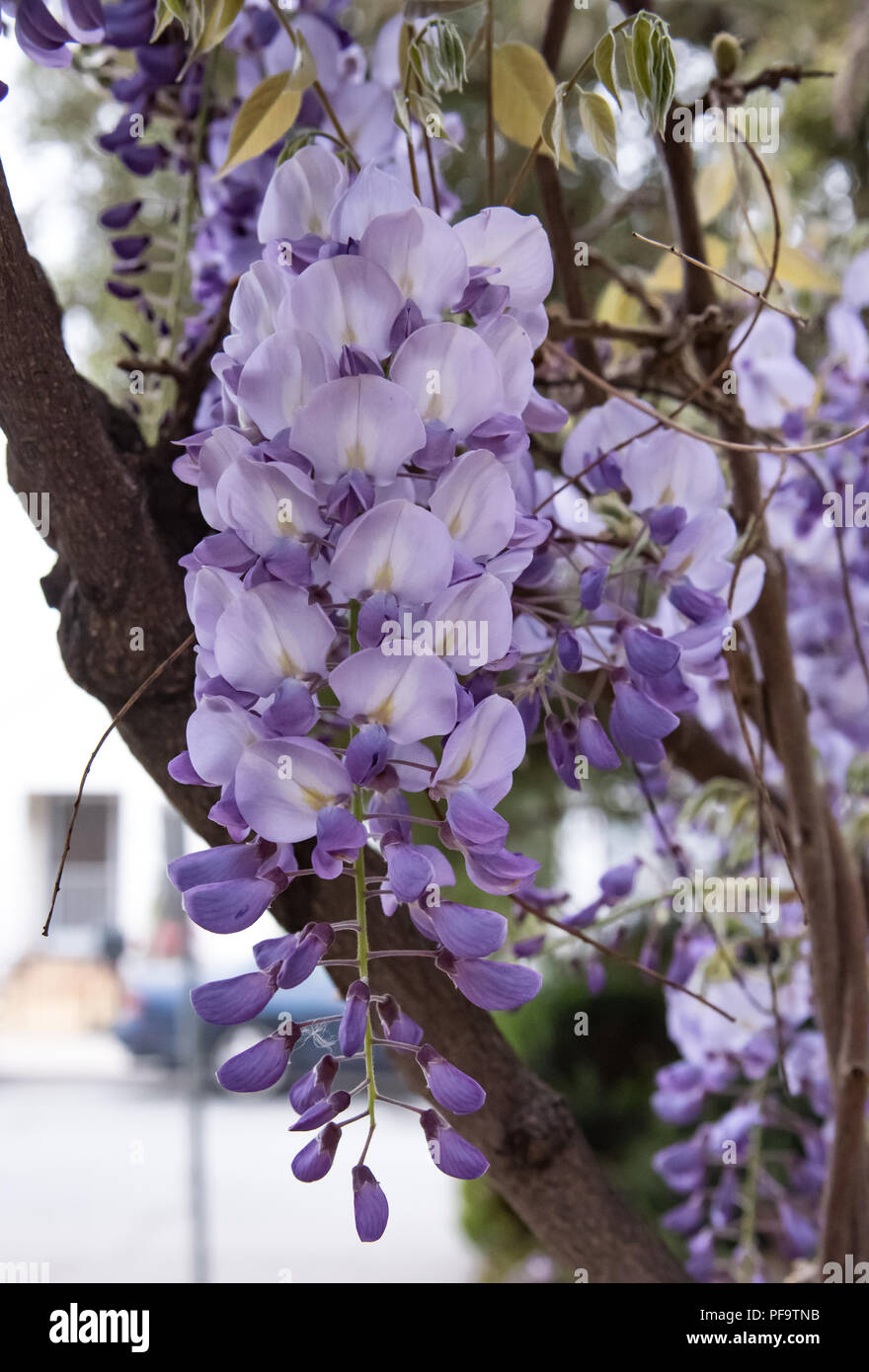 Dettaglio approfondimento di un piccolo giardino urbano che include alberi da frutto, fiori, piante succulente, i dettagli del progetto e un sacco di colori e idee uniche Foto Stock