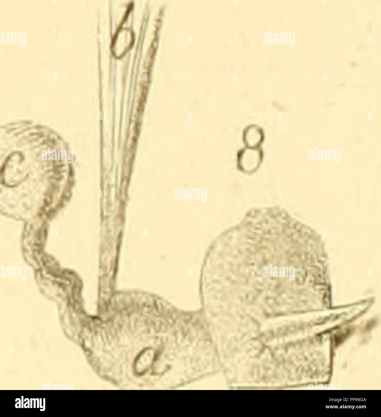 . Descrizione e notomia degli animali invertebrati della Sicilia citeriore osservati vivi negli anni 1822-1830. &Gt;^ X x^C C^; y I ven,--. • '-/V3^ '_'&GT;Vì": §m^^-"f:. Si prega di notare che queste immagini vengono estratte dalla pagina sottoposta a scansione di immagini che possono essere state migliorate digitalmente per la leggibilità - Colorazione e aspetto di queste illustrazioni potrebbero non perfettamente assomigliano al lavoro originale. Chiaje, Stefano delle. Napoli Foto Stock