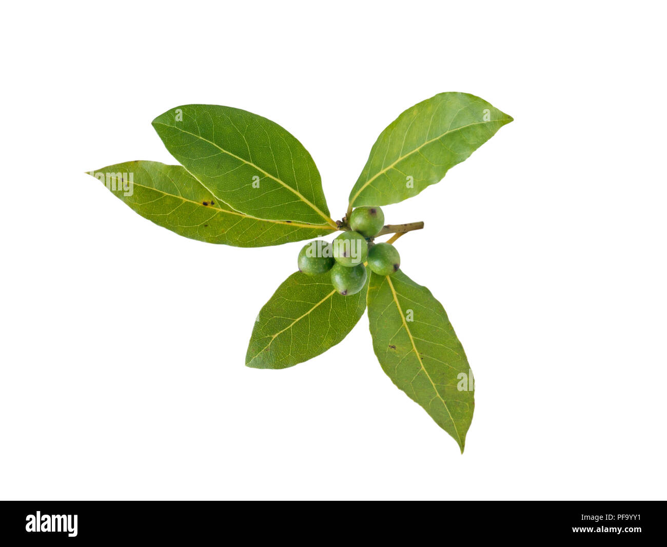 Bacche di alloro foglie e bacche isolato su bianco. Laurus nobilis succursale con drupe. Foto Stock