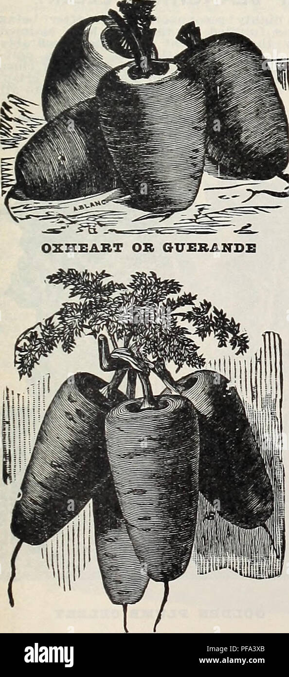 . Diamond giubileo settantacinquesimo anniversario. Attrezzature da giardinaggio e fornisce cataloghi; attrezzi agricoli cataloghi; semi cataloghi; lampadine (piante) cataloghi; Verdure cataloghi; fiori cataloghi. GRIFFITH &AMP; TURNER CO., 205 N. PACA ST., Baltimore, MD. 23 cavolo ha continuato PEBFECTION UFFICIOSO SAVOY-questo è senza alcuna eccezione i migliori stock di cavolo verza per essere trovato alcun- dove. Le teste sono grandi e solide, le foglie arricciate splendidamente e di tenerezza e di sapore è quasi uguale di cavolfiore, pur mantenendo la sua qualità è di prima classe. Il pacchetto 10c, oncia 20o, 14 Pound 60c, 1 libbra Foto Stock