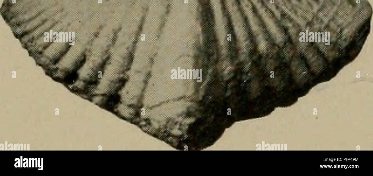. Il Devoniano del Missouri. Geologia; Geologia stratigrafica; Paleontologie; Devoon. KW. o. Si prega di notare che queste immagini vengono estratte dalla pagina sottoposta a scansione di immagini che possono essere state migliorate digitalmente per la leggibilità - Colorazione e aspetto di queste illustrazioni potrebbero non perfettamente assomigliano al lavoro originale. Branson, E. B. (Edwin Bayer), 1877-1950; Tansey, Vivian Ouray; Stewart, Grazia Anne, 1893-. Rolla, Mo. , Missouri Bureau di geologia e miniere Foto Stock