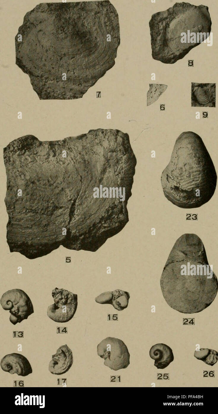 Uno studio sulla geologia e la paleontologia del periodo Devoniano del Missouri, tra cui stratigrafia e reperti fossili. Foto Stock