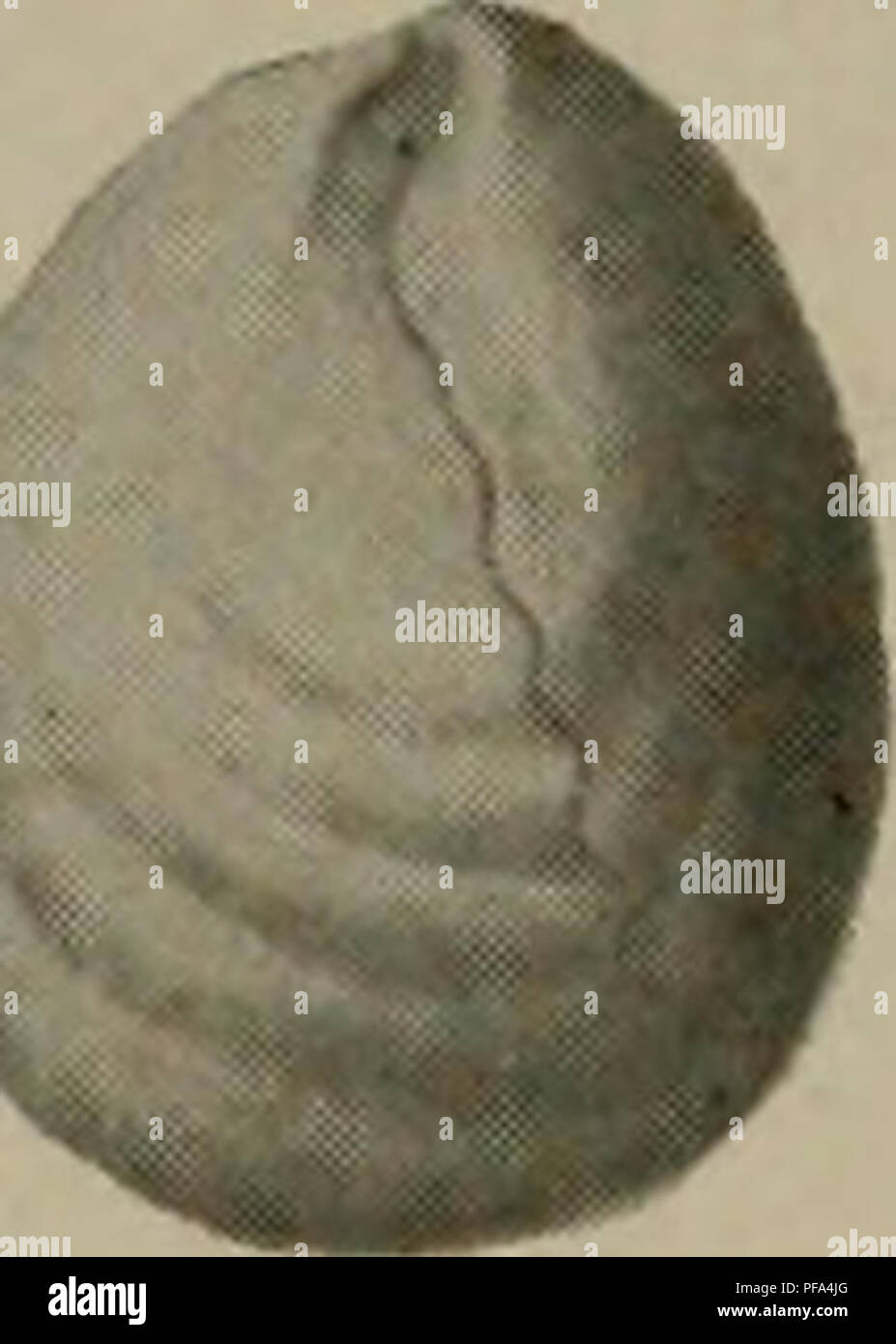 Questo lavoro esplora la stratigrafia e la paleontologia del periodo Devoniano nel Missouri, evidenziando formazioni geologiche e reperti fossili. Comprende studi di Edwin Bayer Branson, Vivian Ouray Tansey e Grace Anne Stewart, e fornisce informazioni sulla storia geologica del Missouri durante questo periodo. Foto Stock