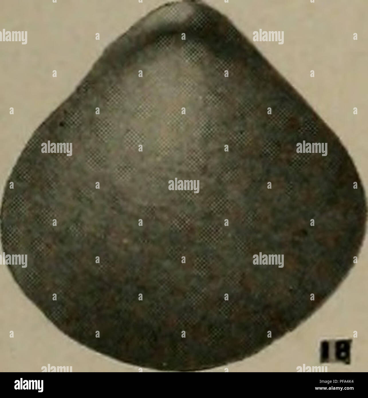 . Il Devoniano del Missouri. Geologia; Geologia stratigrafica; Paleontologie; Devoon. . Si prega di notare che queste immagini vengono estratte dalla pagina sottoposta a scansione di immagini che possono essere state migliorate digitalmente per la leggibilità - Colorazione e aspetto di queste illustrazioni potrebbero non perfettamente assomigliano al lavoro originale. Branson, E. B. (Edwin Bayer), 1877-1950; Tansey, Vivian Ouray; Stewart, Grazia Anne, 1893-. Rolla, Mo. , Missouri Bureau di geologia e miniere Foto Stock