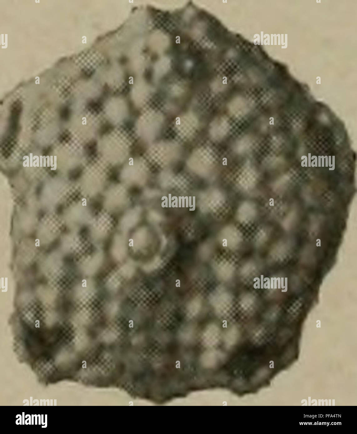 . Il Devoniano del Missouri. Geologia; Geologia stratigrafica; Paleontologie; Devoon. 10. V " *. Si prega di notare che queste immagini vengono estratte dalla pagina sottoposta a scansione di immagini che possono essere state migliorate digitalmente per la leggibilità - Colorazione e aspetto di queste illustrazioni potrebbero non perfettamente assomigliano al lavoro originale. Branson, E. B. (Edwin Bayer), 1877-1950; Tansey, Vivian Ouray; Stewart, Grazia Anne, 1893-. Rolla, Mo. , Missouri Bureau di geologia e miniere Foto Stock