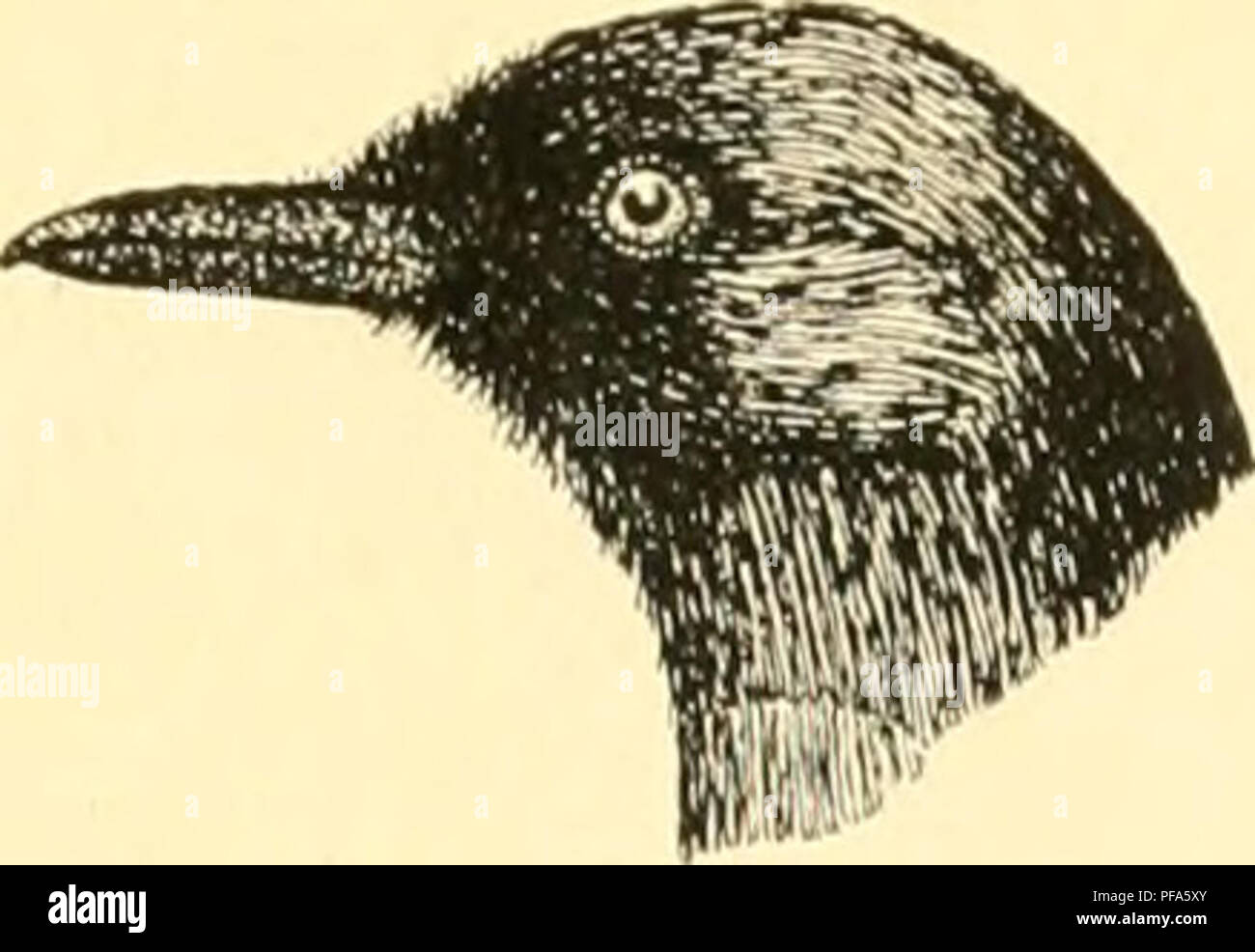 Questo lavoro di Jacob Christiaan Koningsberger si concentra sul significato economico degli uccelli a Giava, comprese le specie che contribuiscono all'agricoltura e all'economia locale, evidenziando il loro ruolo nel controllo degli organismi nocivi e nell'impollinazione. Foto Stock