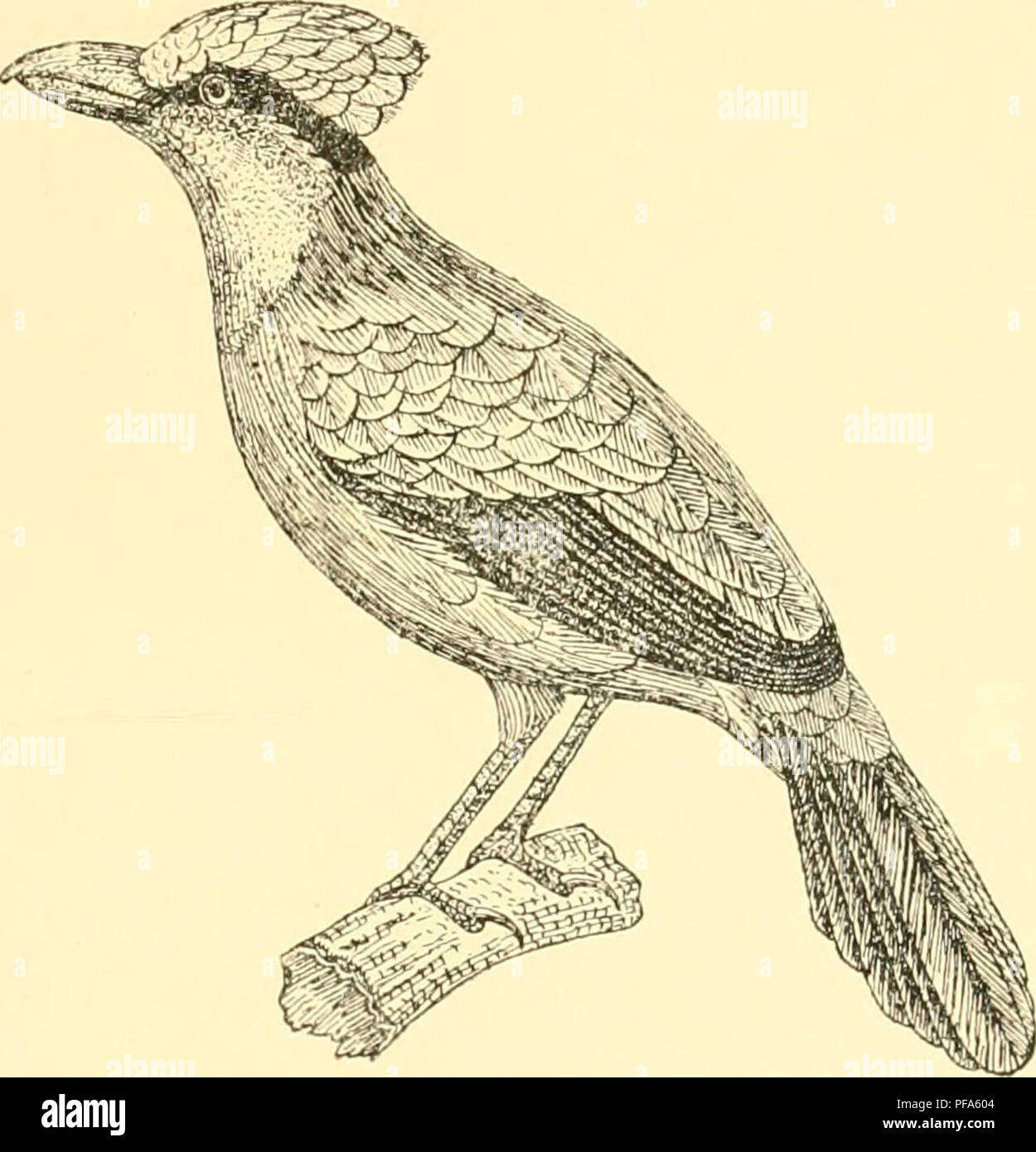 . De vogels van Java en hunne oeconomische beteekenis. Gli uccelli; zoologia, economico. Fi''. .'{"2. CISSA THALASSINA, Timm. Xümi- te.mmixck.. Si prega di notare che queste immagini vengono estratte dalla pagina sottoposta a scansione di immagini che possono essere state migliorate digitalmente per la leggibilità - Colorazione e aspetto di queste illustrazioni potrebbero non perfettamente assomigliano al lavoro originale. Koningsberger, Jacob Christiaan, 1867-. Batavia : G. Kolff Foto Stock