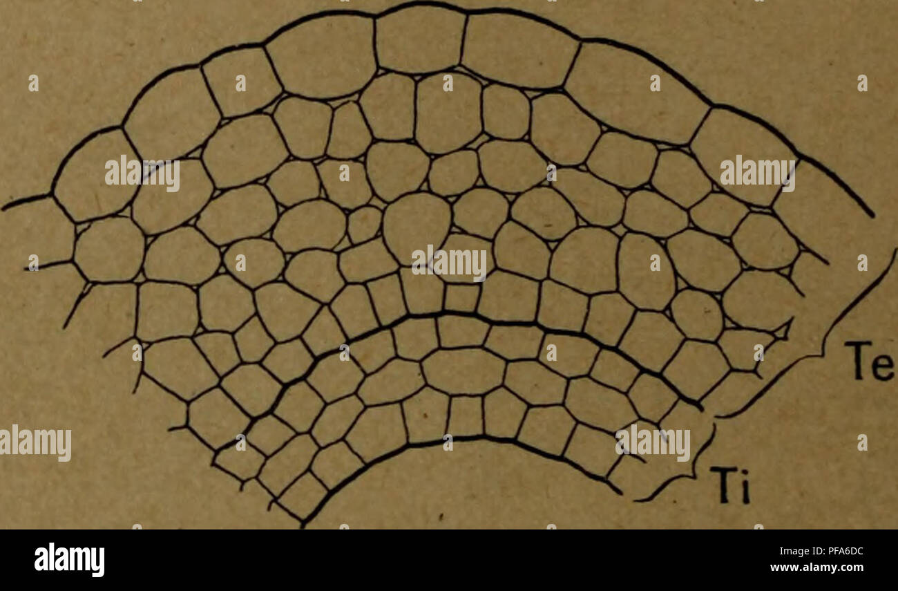 . DeÌveloppement et struttura anatomique du teÌgument seÌminal des RutaceÌes. Rutacee; rutacee. Fig. 2,â Dictamnus Fraxinella. Coupe transversale des tÃ©guments ovu- laires au momento de la fÃ©condation : Te, tÃ©gument externe ; ti, tÃ©gu- ment interne ; Nu, nucelle. Gr. : 420. ecc. et ne dÃ©passe pas cinq Ã sei assises dans les Ple- lea^ Triphasia {fig. 3). Figlio assise externe se distingue souvent trí¨s nettement, dÃ¨s l'origine, par son plus grand. Fig. 3. Â Triphasia trifoliala. Coupe transversale des tÃ©guments ovu- laires un peu avant la fÃ©condation : Te, tÃ©gument externe ; ti, tÃ©gu- Foto Stock