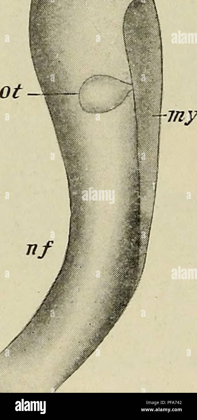 . Lo sviluppo del corpo umano : un manuale di embriologia umana. Embriologia; embrione, Non-Mammalian. 386 Il cervello di un " ; ffe t V/tt 1 -H /"// -mt certo che il laterale e antero cerebro-spinale (piramidale) fasciculi sono costituiti da fibre che crescono verso il basso nelle maglie del marginale velum da neuroblasts situato nella corteccia cerebrale, mentre il cerebellospinal (diretto) cerebellare fasciculi e le fibre del suolo-fasci hanno la loro origine da cellule del mantello strato di corda. Il myelination delle fibre del midollo spinale inizia tra la quinta e la sesta mon Foto Stock