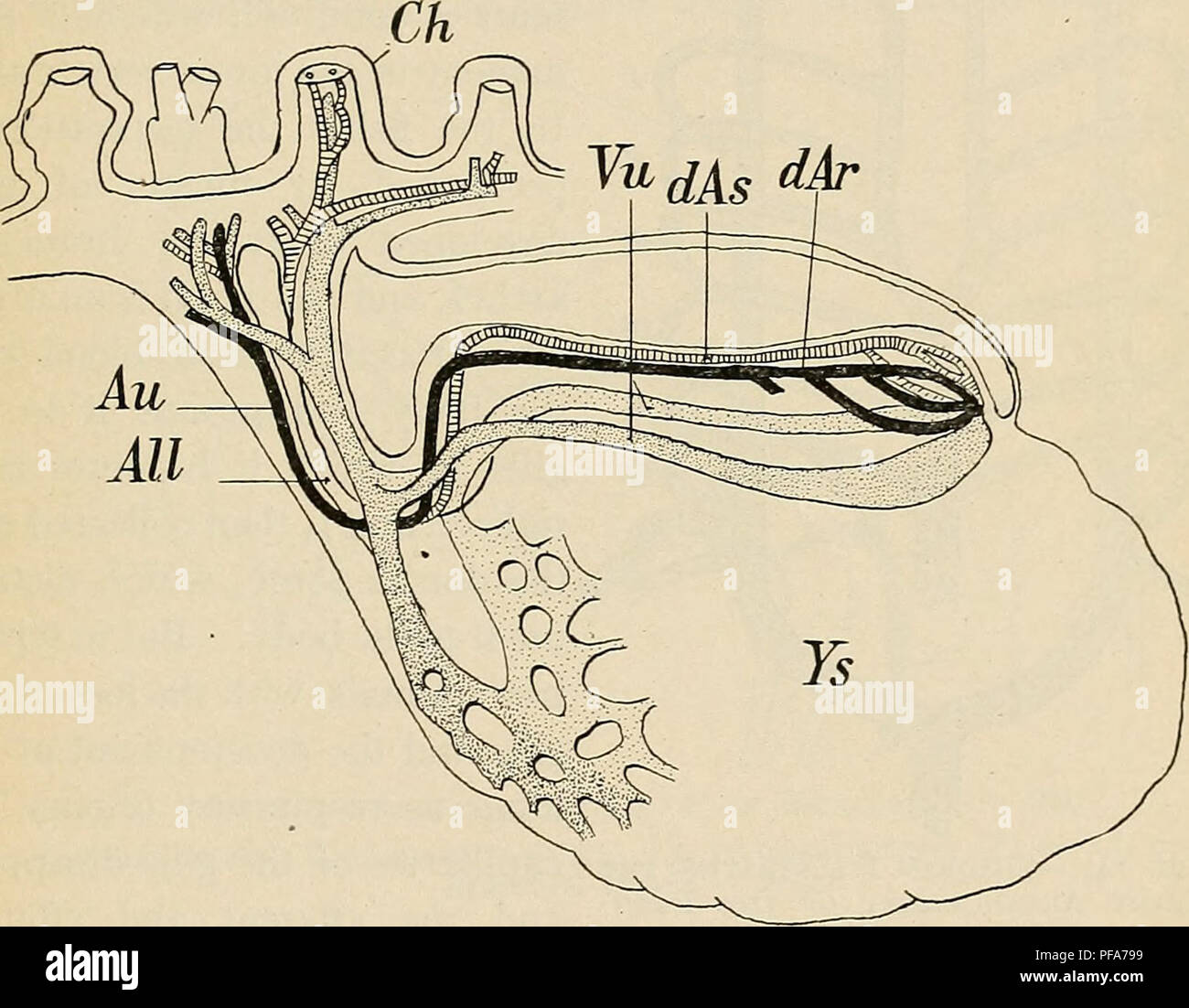 . Lo sviluppo del corpo umano : un manuale di embriologia umana. Embriologia; embrione, Non-Mammalian. Sviluppo del sistema arterioso 241 filiali* passando dorsalmente su entrambi i lati della faringe. I rami di ciascun lato e poi unite a formare coppie di aorta dorsale (dAr, dAs) che si estende caudalmente ed è continuato nel ventre-peduncolo e quindi del corion come le arterie ombelicale (Au). Non vi è ancora alcun segno di arterie vitelline passando per il tuorlo-sacco di nuovo un indicazione dell'asservimento dell'vitelline alla gonadotropina pratica in embrione umano .. Fig. 146.-diagramma che mostra t Foto Stock