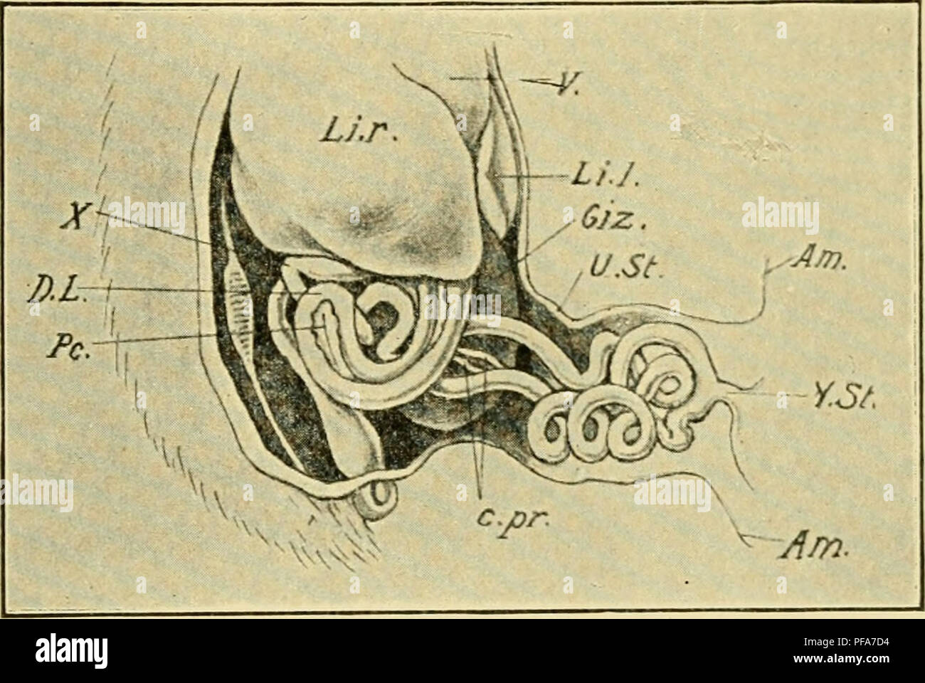 . Lo sviluppo del pulcino : introduzione all'embriologia. Embriologia; i polli -- embrioni. Apparato digerente e le sue appendici 311 si piega bruscamente a inserire l'HMB discendente del secondo anello. Questa curva o tratto duodeno-digiunali flessione (X, Fig. 179) è un relativamente punto fisso nella crescita dell'intestino e segna il limite- ary tra il duodeno e parti successive del piccolo intestino. Il secondo anello scende in profondità nel cordone ombelicale, e il tuorlo-levetta è attaccato alla sua porzione inferiore. Un accordo bilaterale per il rigonfiamento in corrispondenza della estremità superiore del suo arto ascendente è il primordium del cs Foto Stock