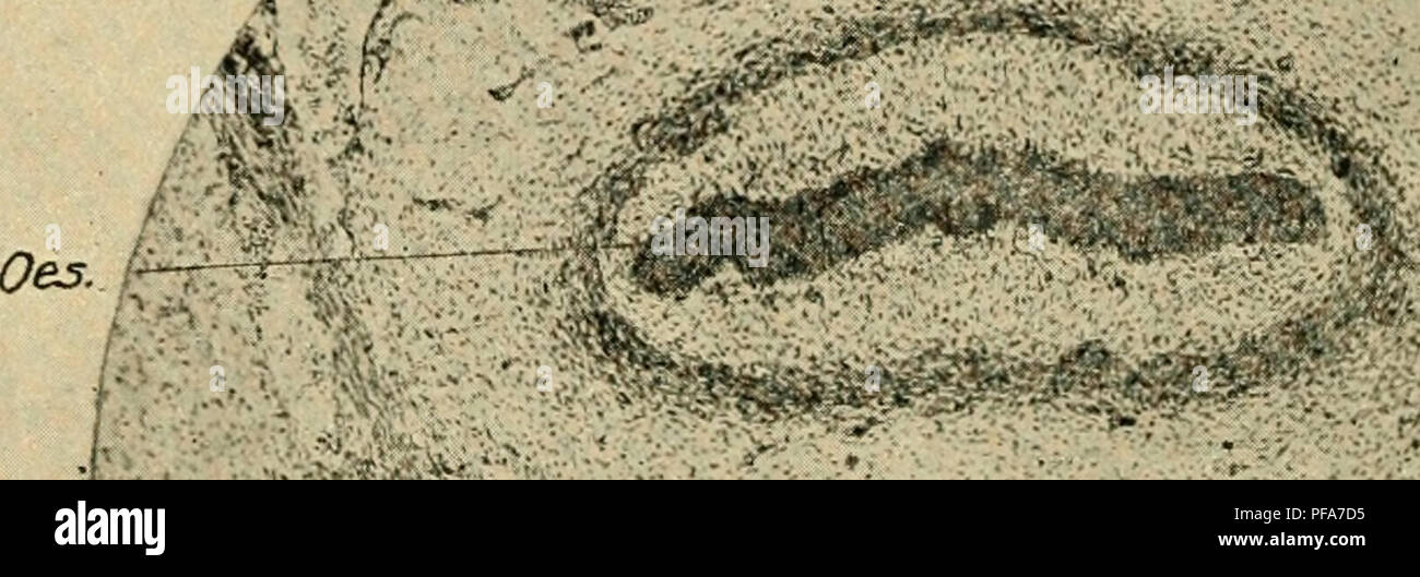 Questa immagine illustra lo sviluppo precoce di un embrione di pollo, concentrandosi sulla formazione dell'esofago e sullo sviluppo dei mesenteri. Fa parte di uno studio sull'embriologia, esplorando le fasi dello sviluppo del pulcino e i cambiamenti anatomici durante le prime fasi della vita. Foto Stock