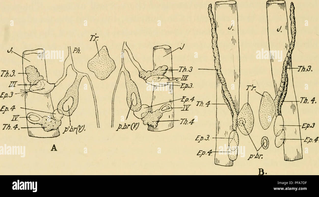 . Lo sviluppo del pulcino : introduzione all'embriologia. Embriologia; i polli -- embrioni. 308 Lo sviluppo del pulcino giorni, e la sua porzione intermedia persiste come una tasca epiteliali sulla faccia ventrale della vena giugulare (Fig. 178). Questa tasca presto si divide in una dorsale e ventrale di nioities di cui la prima si sviluppa nella parte principale del timo (Thymus III) e quest'ultima nella cosiddetta vestigio epiteliali III. (Vedere di seguito). La quarta sacca viscerale analogamente si separa dalla faringe nel settimo giorno e fornisce dalla sua porzione dorsale del timo IV e da i Foto Stock