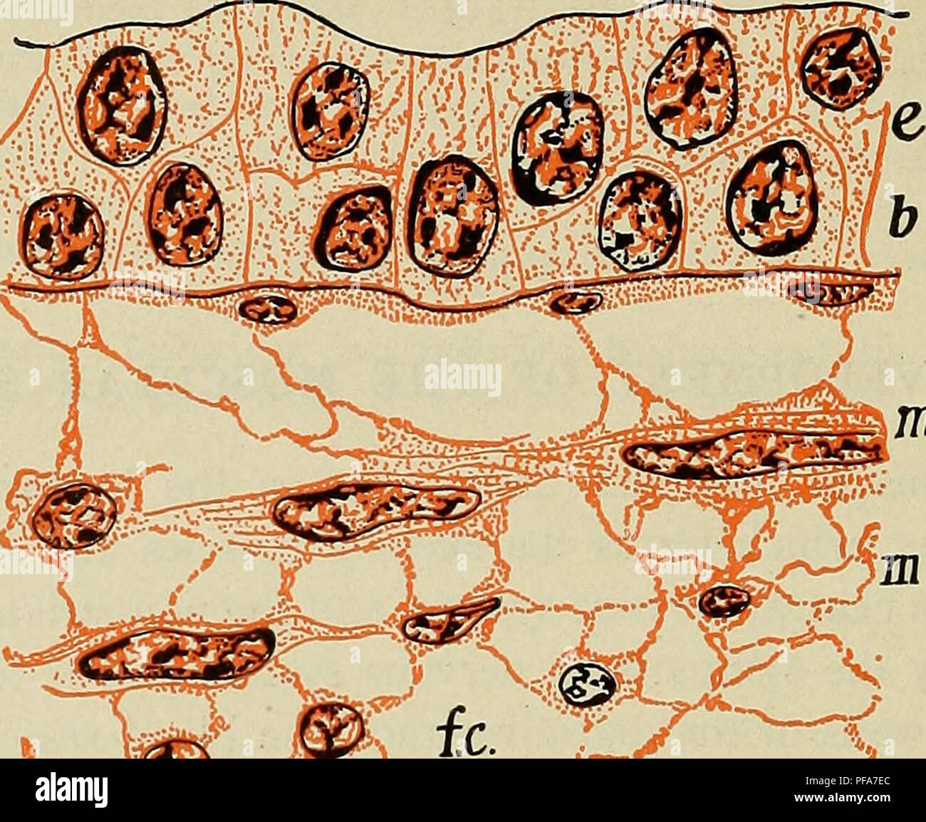 . Lo sviluppo del corpo umano : un manuale di embriologia umana. Embriologia; embrione, Non-Mammalian. 194 HYSTOGENESIS DI NON striato tessuto muscolare. mm. 7.nz.. Si prega di notare che queste immagini vengono estratte dalla pagina sottoposta a scansione di immagini che possono essere state migliorate digitalmente per la leggibilità - Colorazione e aspetto di queste illustrazioni potrebbero non perfettamente assomigliano al lavoro originale. McMurrich, J. Playfair (James Playfair), 1859-1939. Philadelphia : P. Blakiston figlio di &AMP; co. Foto Stock