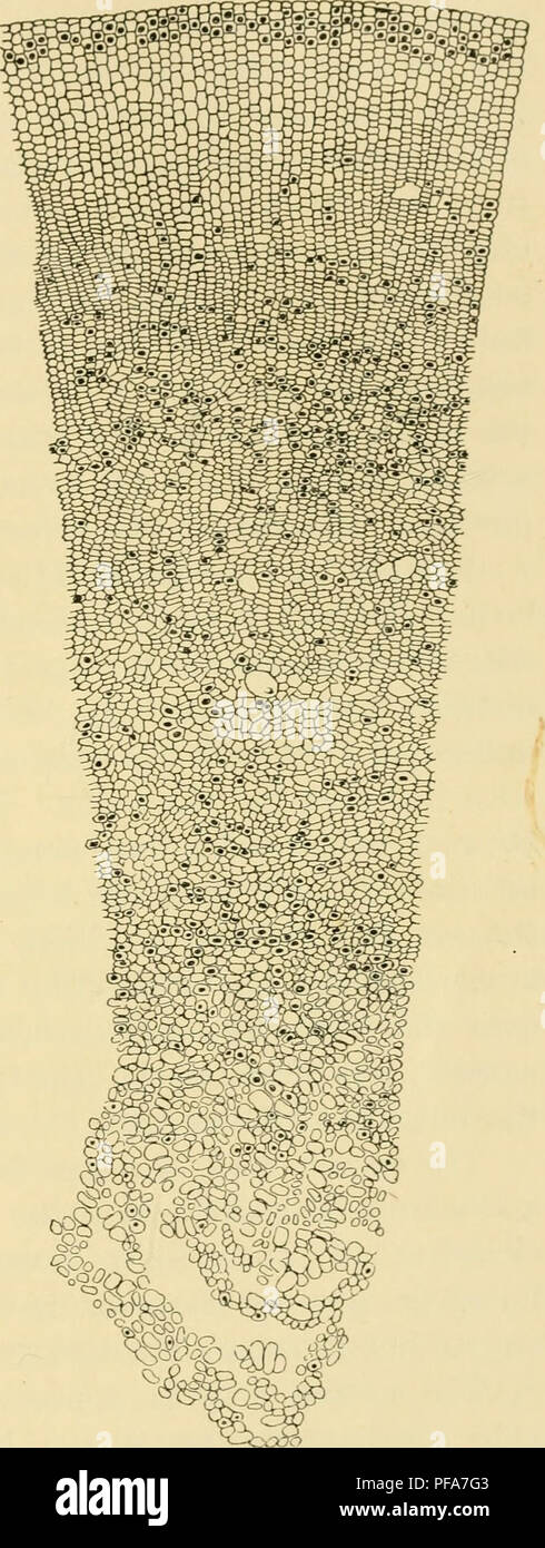 . Lo sviluppo del pulcino : introduzione all'embriologia. Embriologia; i polli -- embrioni. Organi di senso speciale 277 Questo processo viene mantenuta non solo durante la vita embrionale, ma dur- ing tutta la crescita del pollame; così lo spessore della sovrapposizione di lamellse è solo 0,60 mm. al momento della schiusa, ma i 2.345 mm. nell'adulto (Rabl). In uccelli la lente comprende tre strati concentrici di fibre: (1) la massa centrale o nucleo formato dalla parete prossimale della lente originale-sac; questo ha lo stesso diametro (0,80 mm.) come tutta la massa di fibre in corrispondenza di otto giorni. I nuclei sono interamente ab- inviato. (2) Foto Stock