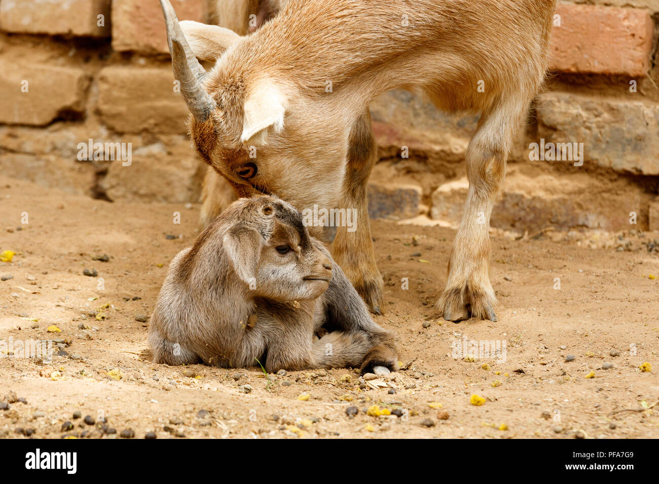 Mom capra nana perde il suo bambino dopo il parto Foto Stock