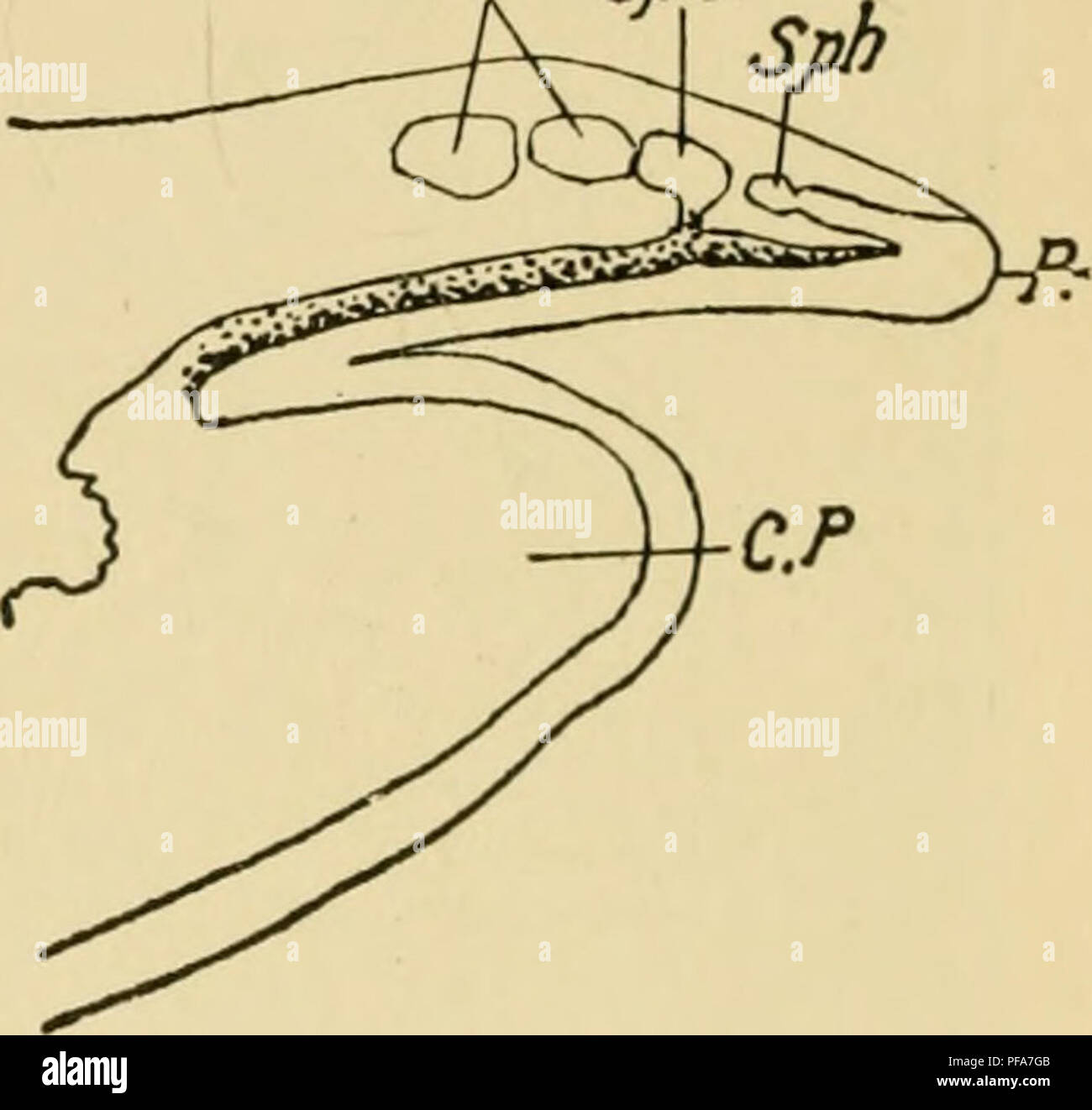 Questo testo offre uno sguardo approfondito sull'embriologia dei polli, concentrandosi in particolare sullo sviluppo dell'occhio del pulcino. I diagrammi mostrano sezioni dettagliate del margine pupillare dell'occhio, processi ciliari e la formazione del muscolo dello sfintere, illustrando le fasi della crescita embrionale. Foto Stock