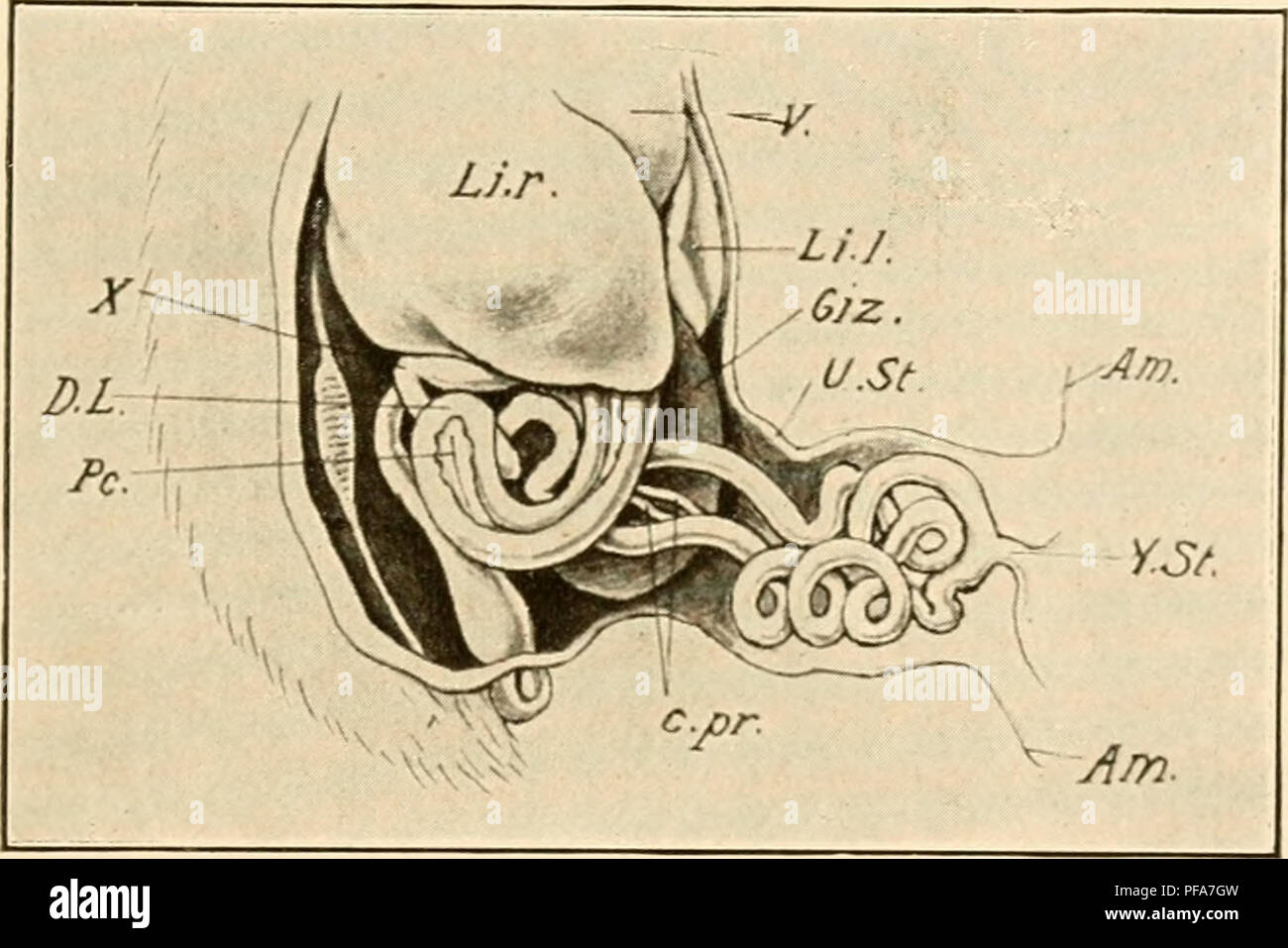 . Lo sviluppo del pulcino; un introduzione alla embriologia. Uccelli -- embriologia. Apparato digerente e le sue appendici 311 si piega bruscamente a inserire l'HMB discendente del secondo anello. Questa curva o tratto duodeno-digiunali flessione (X, Fig. 179) è un relativamente punto fisso nella crescita dell'intestino e segna il limite- ary tra il duodeno e parti successive del piccolo intestino. Il secondo anello scende in profondità nel cordone ombelicale, e il tuorlo-levetta è attaccato alla sua porzione inferiore. Un accordo bilaterale per il rigonfiamento in corrispondenza della estremità superiore del suo arto ascendente è il primordiuni del processo cecale Foto Stock