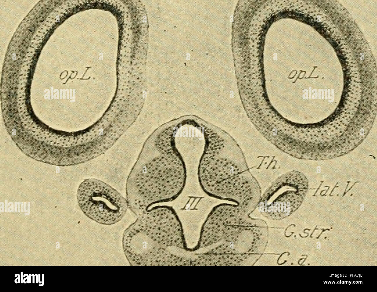 . Lo sviluppo del pulcino : introduzione all'embriologia. Embriologia; i polli -- embrioni. B FT. :I " ^oLK Isl/}^ Cscr Pa/: - ?â ' 'C/elmed.) y/ â ^-//J/p.. ^TI.V-. Si prega di notare che queste immagini vengono estratte dalla pagina sottoposta a scansione di immagini che possono essere state migliorate digitalmente per la leggibilità - Colorazione e aspetto di queste illustrazioni potrebbero non perfettamente assomigliano al lavoro originale. Lillie, Frank Rattray, 1870-1947. New York : Henry Holt Foto Stock