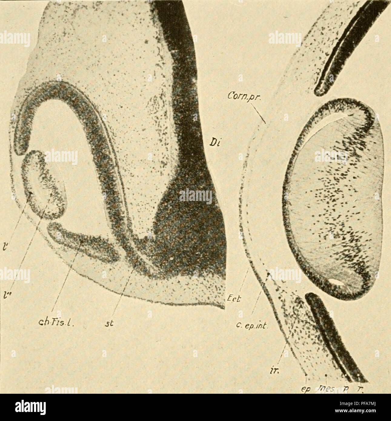 . Lo sviluppo del pulcino; un introduzione alla embriologia. Uccelli -- embriologia. 272 Lo sviluppo del pulcino ness appare. La transizione dalla forma lenticolare più sottile alla più spessa zona retinica presto diventa piuttosto repentina nella regione del futuro ora serrata. Circa l'ottavo e nono giorno una ulteriore differenziazione si pone entro la zona lenticolare, marcatura le zone dell'iride e nei processi ciliari (Fig. 159). La regione /^v-;.^ se;. 157 158 La Fig. 157. - Sezione attraverso gli occhi di un embrione di pulcino all inizio del quarto giorno di incubazione. (Dopo Froriep). ch. Fis. 1., labbro Foto Stock