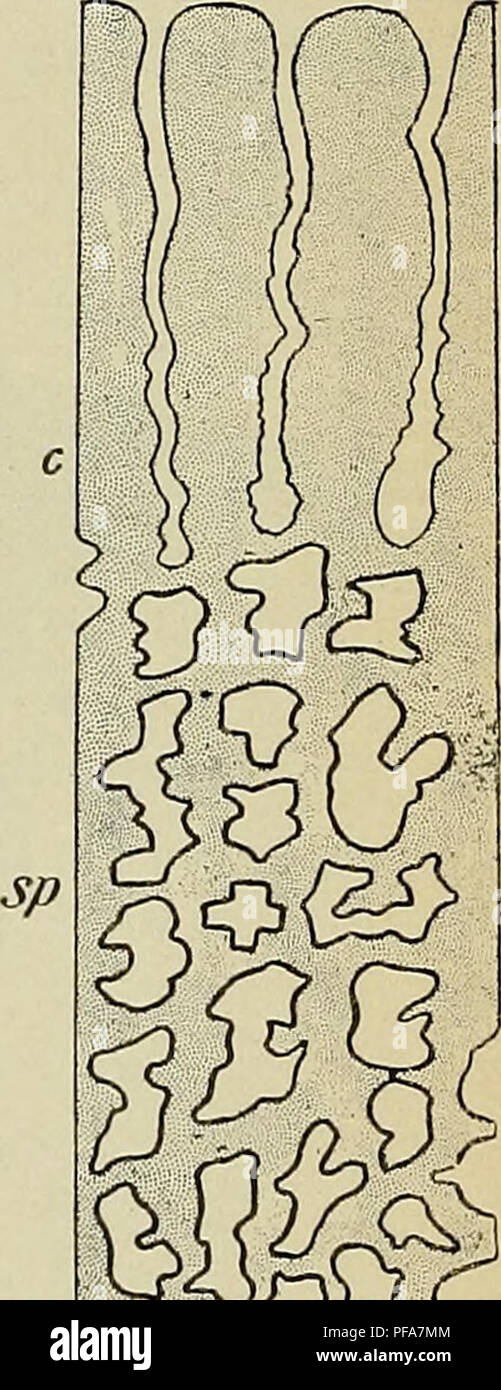 . Lo sviluppo del corpo umano : un manuale di embriologia umana. Embriologia; embrione, Non-Mammalian. . Si prega di notare che queste immagini vengono estratte dalla pagina sottoposta a scansione di immagini che possono essere state migliorate digitalmente per la leggibilità - Colorazione e aspetto di queste illustrazioni potrebbero non perfettamente assomigliano al lavoro originale. McMurrich, J. Playfair (James Playfair), 1859-1939. Philadelphia : P. Blakiston figlio di &AMP; co. Foto Stock