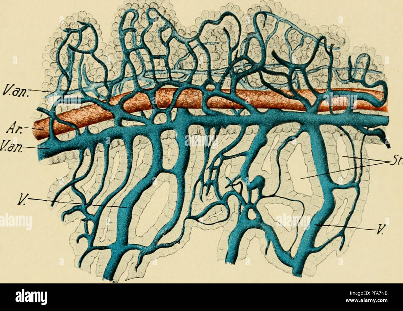 . Lo sviluppo del pulcino : introduzione all'embriologia. Embriologia; i polli -- embrioni. '^^^:. Fig. 137. - Parte di un setto del tuorlo-sac. Iniettato. 20 giorni' incuba- zione. Il bordo libero è superiore a. (Dopo Popoff /.) Ar., arteria. San, Stomata. V. un., anastomosi longitudinale della rete venosa. V., vena.. Si prega di notare che queste immagini vengono estratte dalla pagina sottoposta a scansione di immagini che possono essere state migliorate digitalmente per la leggibilità - Colorazione e aspetto di queste illustrazioni potrebbero non perfettamente assomigliano al lavoro originale. Lillie, Frank Rattray, 1870-1947. New York : Henry Holt Foto Stock