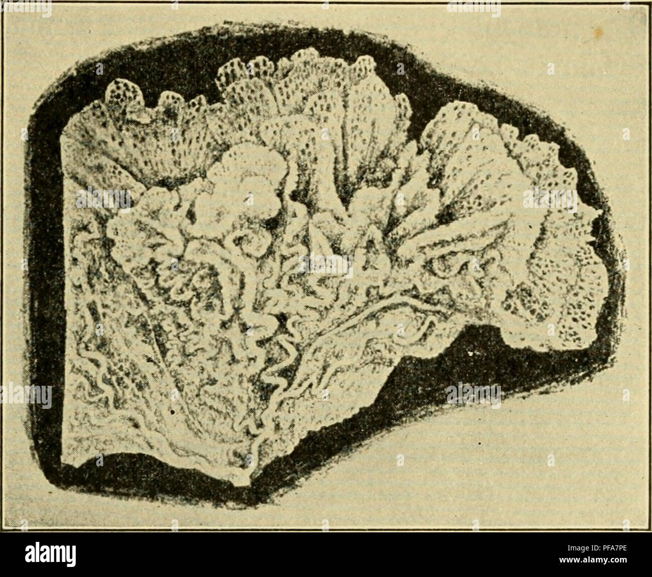 . Lo sviluppo del pulcino : introduzione all'embriologia. Embriologia; i polli -- embrioni. Embrione e membrane embrionali 227 navi e le pieghe del tuorlo sac, che sarà considerato più pienamente bej'ond. L'interno del tuorlo-sac è rivestito con entoderm che differisce nella sua struttura in diverse regioni: nella zona pellucida le cellule sono appiattite; nella zona vascolare dell'area opaca si trovano le cellule colonnari con estremità rigonfiata descritto in pre- cedenza. Dopo il terzo o il quarto giorno si trovano riempito con giallo goccioline di grasso, che danno un tono giallo all'interno Foto Stock