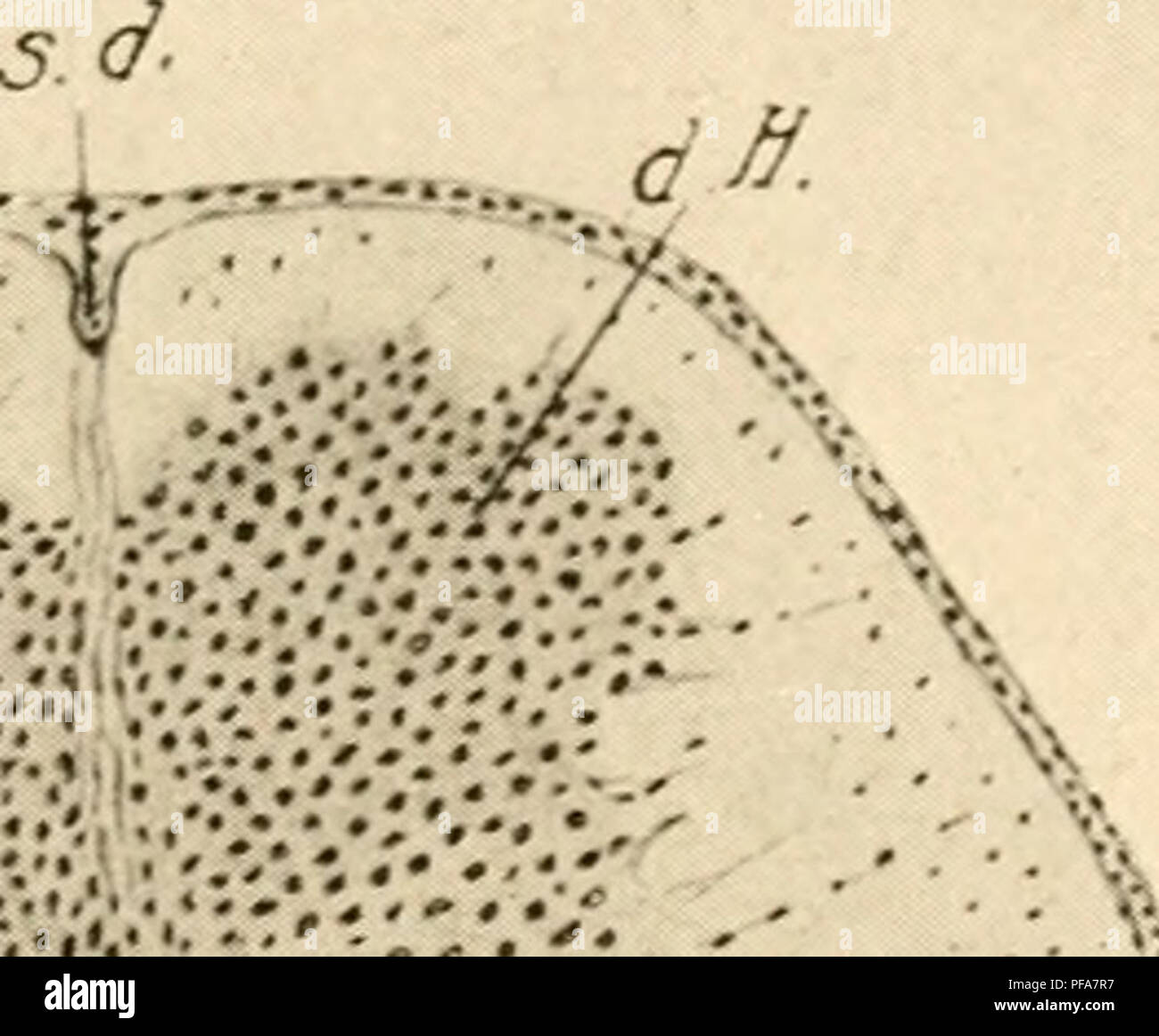 . Lo sviluppo del pulcino; un introduzione alla embriologia. Uccelli -- embriologia. Il sistema nervoso 243 il settimo giorno la porzione dorsale inizia a essere obhterated mediante fusione di cellule ependimali, e viene così ridotto a un epen- dymal setto. L'ottavo giorno questo processo ha coinvolto il terzo superiore del canale; la forma del canale è approssimativamente cuneiforme appuntita dorsalmente e ampia ventralmente (Fig. 145). Il proseguimento di tale processo, che lascia solo la divisione ventrale come il canale permanente. All'estremo hind estremità del cavo il canale centrale diventa dilatato per formare un relativamente la Foto Stock