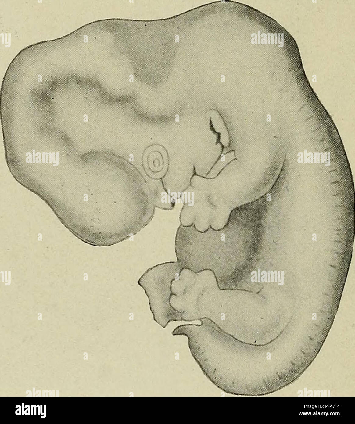 Lo sviluppo del corpo umano : un manuale di embriologia umana. Embriologia;  embrione, Non-Mammalian. 94 SVILUPPO DI FORMA ESTERNA sviluppato una  piuttosto bruscamente coda conica filamento, nel posto del blunt e