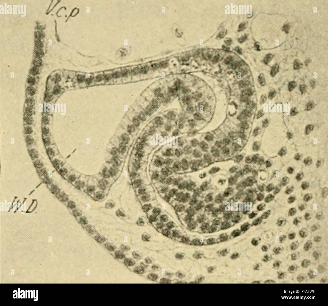 . Lo sviluppo del pulcino : introduzione all'embriologia. Embriologia; i polli -- embrioni. "^^ c i&GT; Fig. 114. - Da una serie trasversale attraverso un embrione di anatra di 45 s, per mostrare la formazione di tubuli mesonephric. (Dopo Schreiner.) Fig. 218 mostra la posizione delle sezioni A, B e C. V. c. p., posteriore il cardinale vena. W. D., Wolffian condotto. A. e B. rappresentano tubuli della ventinovesima segmento. C. del ventisettesimo segmento. D. delle venti-quarto segmento. In embrione di pulcino di 35 somiti il solo tubuli differenziati sono nella parte anteriore del ventesimo somite, una regione di Foto Stock