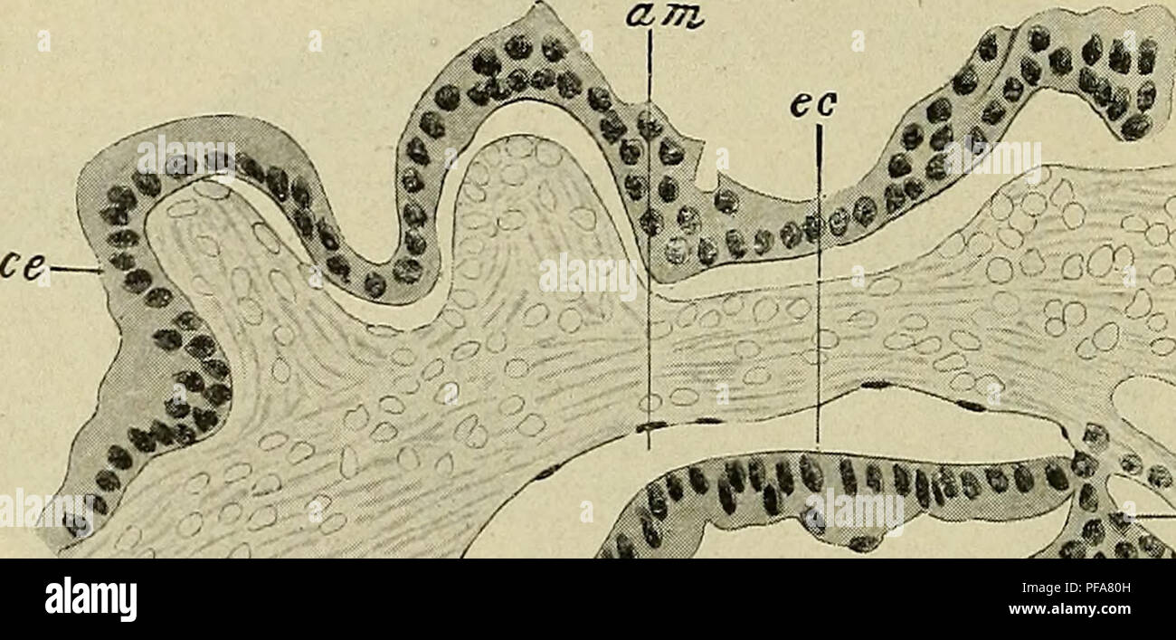 . Lo sviluppo del corpo umano : un manuale di embriologia umana. Embriologia; embrione, Non-Mammalian. 66 La scanalatura midollare al di sotto di questo è stato uno strato di mesoderma (m) che suddivisa in corrispondenza del bordo del disco embrionale in due strati, uno dei quali è diventato in continuo con la mesodermic addensante e così con lo strato di rivestimento del mesoderma l interno del trofoblasto, mentre gli altri disegni un sac rivestito da uno strato di cellule endodermal e formando il tuorlo-sac (ys). La lunghezza totale dell'embrione è stata 0,19 mm. e così lontano come la sua ectoderm e mesoderma sono interessati potrebbe essere descritto come un. cm- &LT;r Foto Stock