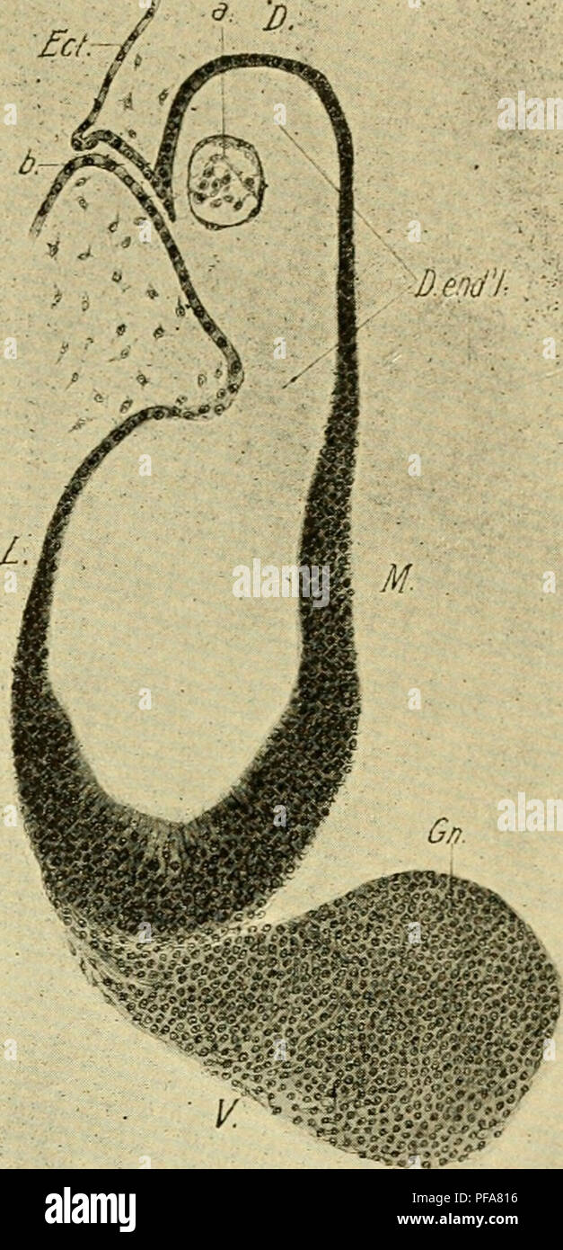 Questo lavoro introduce l'embriologia attraverso le fasi di sviluppo di un embrione di pollo, concentrandosi su pietre miliari fondamentali come la formazione dell'otocisti e del dotto endolitematico. Offre informazioni sullo sviluppo precoce degli organi vertebrati e sulle complessità della crescita embrionale. Foto Stock