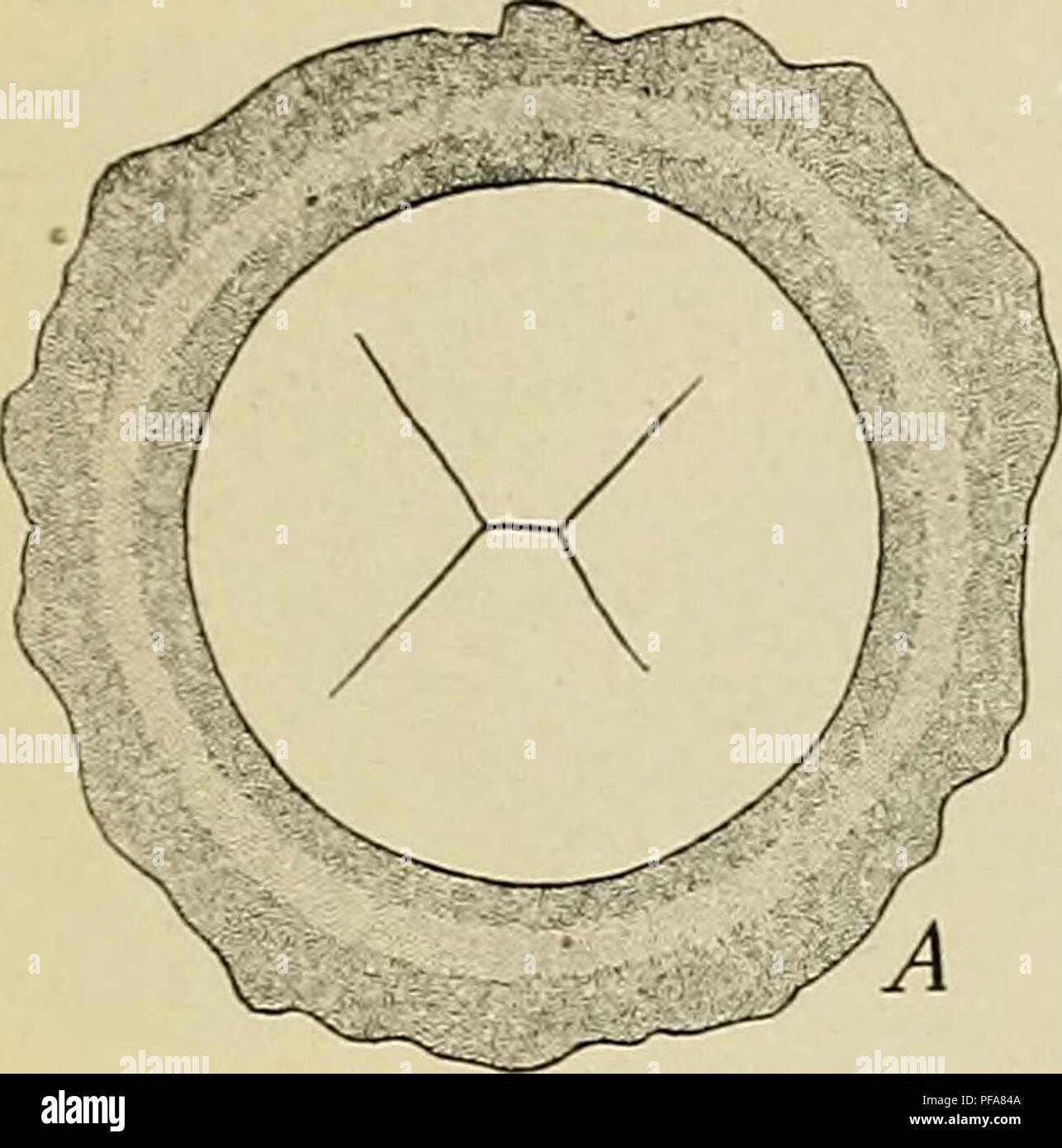 . Lo sviluppo del corpo umano : un manuale di embriologia umana. Embriologia; embrione, Non-Mammalian. La segmentazione della OVUM 41 metà, e il secondo piano forma circa ad angolo retto alla prima, dividendo il disco in quattro quadranti (Fig. 19. A). La terza divisione, come i due che lo precedono, è radiale in posizione, mentre il quarto è circolare e taglia le estremità interne delle sei celle formato in precedenza (Fig. 19, C). Il disco ora consiste di sei centrale di celle più piccole è circondata da sei più grandi di quelli periferici.. Si prega di notare che queste immagini vengono estratte dalla scansione Foto Stock