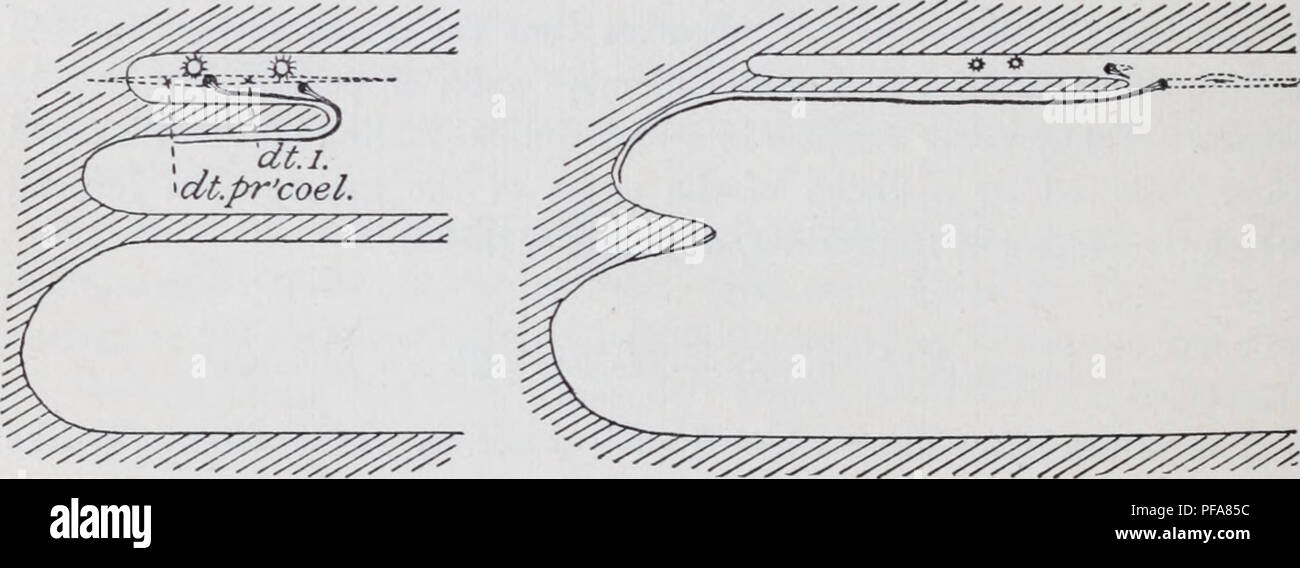 . Lo sviluppo del mesonephras e il condotto Müllerian in anfibi. Anfibi. J M. K N Figure I-N. Sei figure schematiche per mostrare la relazione, in varie fasi della Miillerian evagi- nazioni, bande epiteliali e nephrostomes alle divisioni della cavità del corpo in am- blystoma. Un taglio parasagittal, alla destra dello stomaco, espone il corpo-muro. La testa è a sinistra, la figura / la banda epiteliali dal primo nephrostome viene deflesso caudad dalla crescita del ripiano {tab.), il quale è destinato a dividere la porzione superiore della cavità del corpo in un glomerulari e s Foto Stock