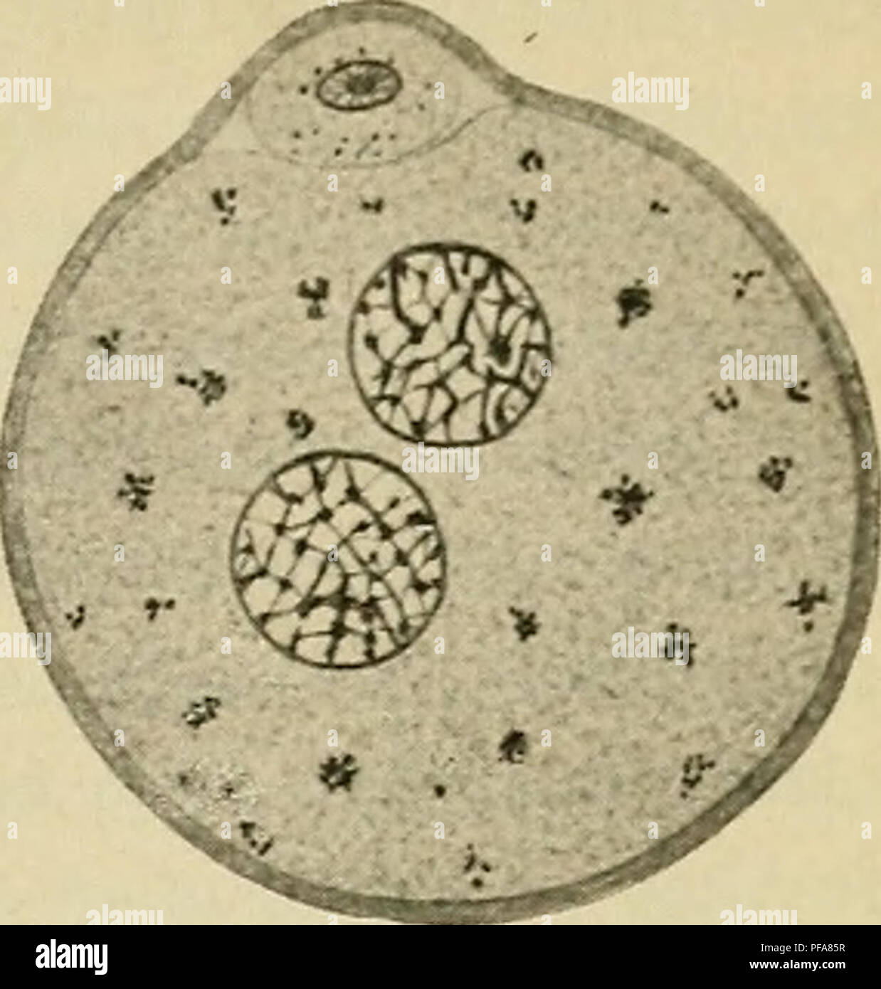 . Lo sviluppo del corpo umano : un manuale di embriologia umana. Embriologia; embrione, Non-Mammalian. La fecondazione dell'ovulo 33 ek. Si prega di notare che queste immagini vengono estratte dalla pagina sottoposta a scansione di immagini che possono essere state migliorate digitalmente per la leggibilità - Colorazione e aspetto di queste illustrazioni potrebbero non perfettamente assomigliano al lavoro originale. McMurrich, J. Playfair (James Playfair), 1859-1939. Philadelphia : P. Blakiston figlio di &AMP; co. Foto Stock