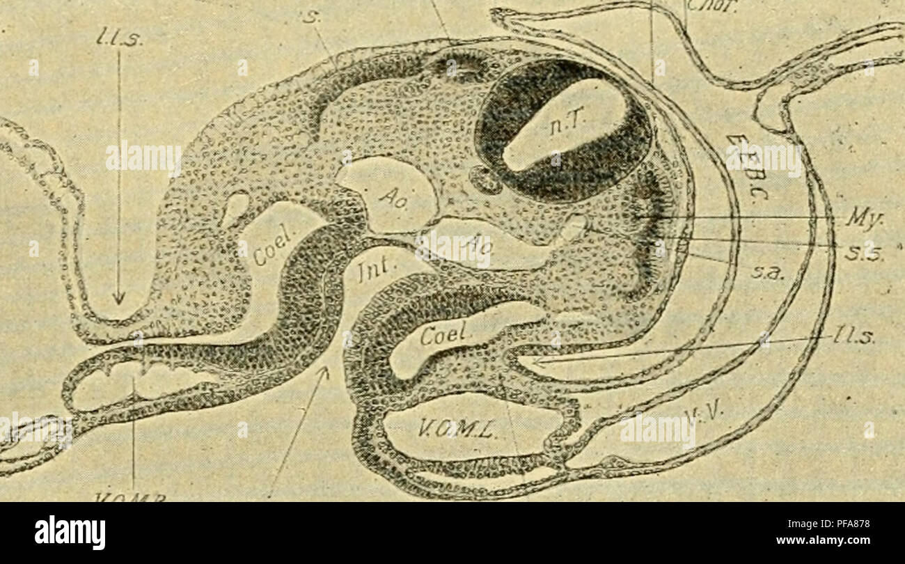 . Lo sviluppo del pulcino : introduzione all'embriologia. Embriologia; i polli -- embrioni. ^P^X -% yoM^.. fi , c .-'.'abeti AfPCrc'-.r' Fig. 69. - Sezione trasversale attraverso il quinto somite del 23 stadio s. Amn., Amnion. Ao., aorta, a. i. p., anteriore portale intestinale. Coel Coelome. Chor., Corion. Ectam., Ectamnion. E. E. B. C, Extra-cmbry-= onie corpo-cavità. Int., intestino. 1. 1. s., laterale solco limitante il mio - Myotome, s. a., Arteria segmentale. In modo"pi., Somatopleure. SplpL, Splanch- nopleure. s., Somite, s. 5, quinto somite. V. O. M. R. e L., a destra e a sinistra- omphalo-mesenterico vei Foto Stock