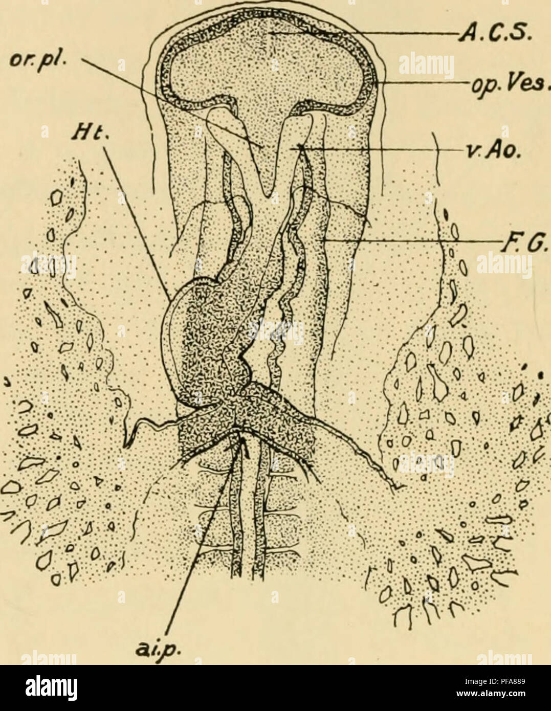 . Lo sviluppo del pulcino : introduzione all'embriologia. Embriologia; i polli -- embrioni. n. lo sviluppo del pulcino inizio su ciascun lato della testa-processo e primitive streak, ed estendentesi lateralmente e posteriormente al margine dell'area vascolare. I margini laterali in questo momento si estendono anteriori all'asse embrionale, in modo tale che il margine anteriore della mesoblast forma una curva con concavità rivolta in avanti.. Fig. 64. - Testa dello stesso embrione dal di sotto. X 30. Abbreviazioni come prima. Il mesoblast nella regione di fronte alla primitiva streak è noto come gastral me Foto Stock